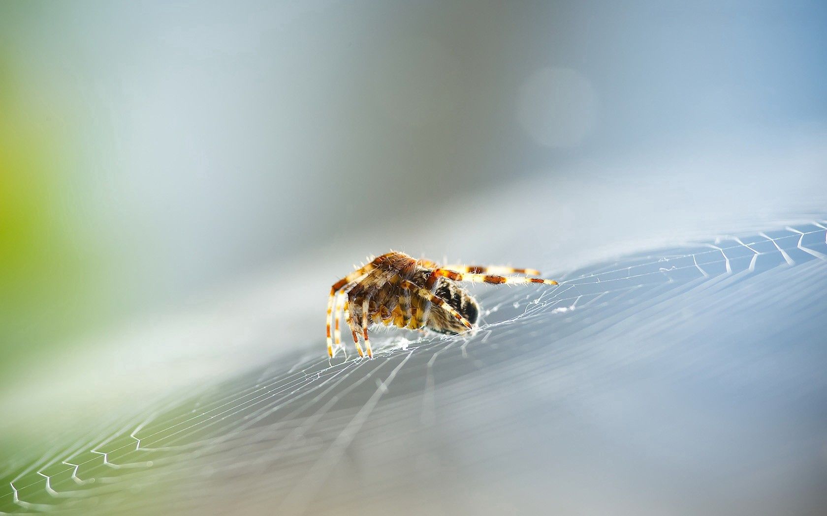 animals, web, insect, spider High Definition image