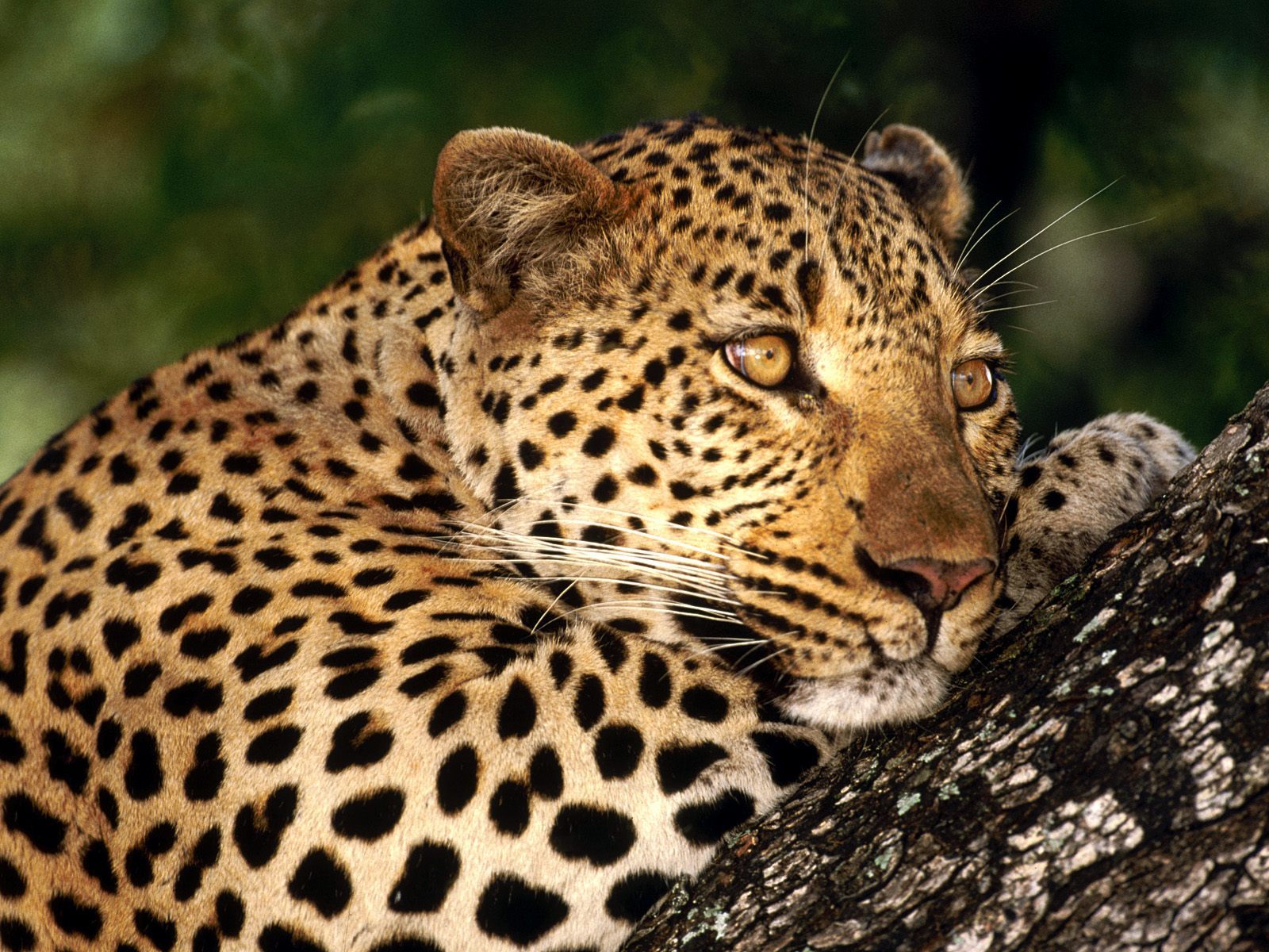17063 下載圖片 动物, 豹子, 橙色 - 免費壁紙和屏保
