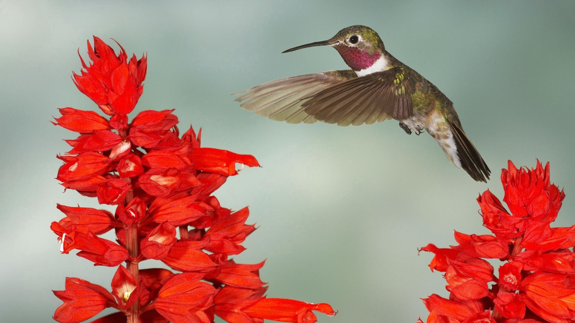 Laden Sie das Ast, Blumen, Tiere, Kolibris, Vogel, Zweig, Flügel, Welle, Fegen-Bild kostenlos auf Ihren PC-Desktop herunter
