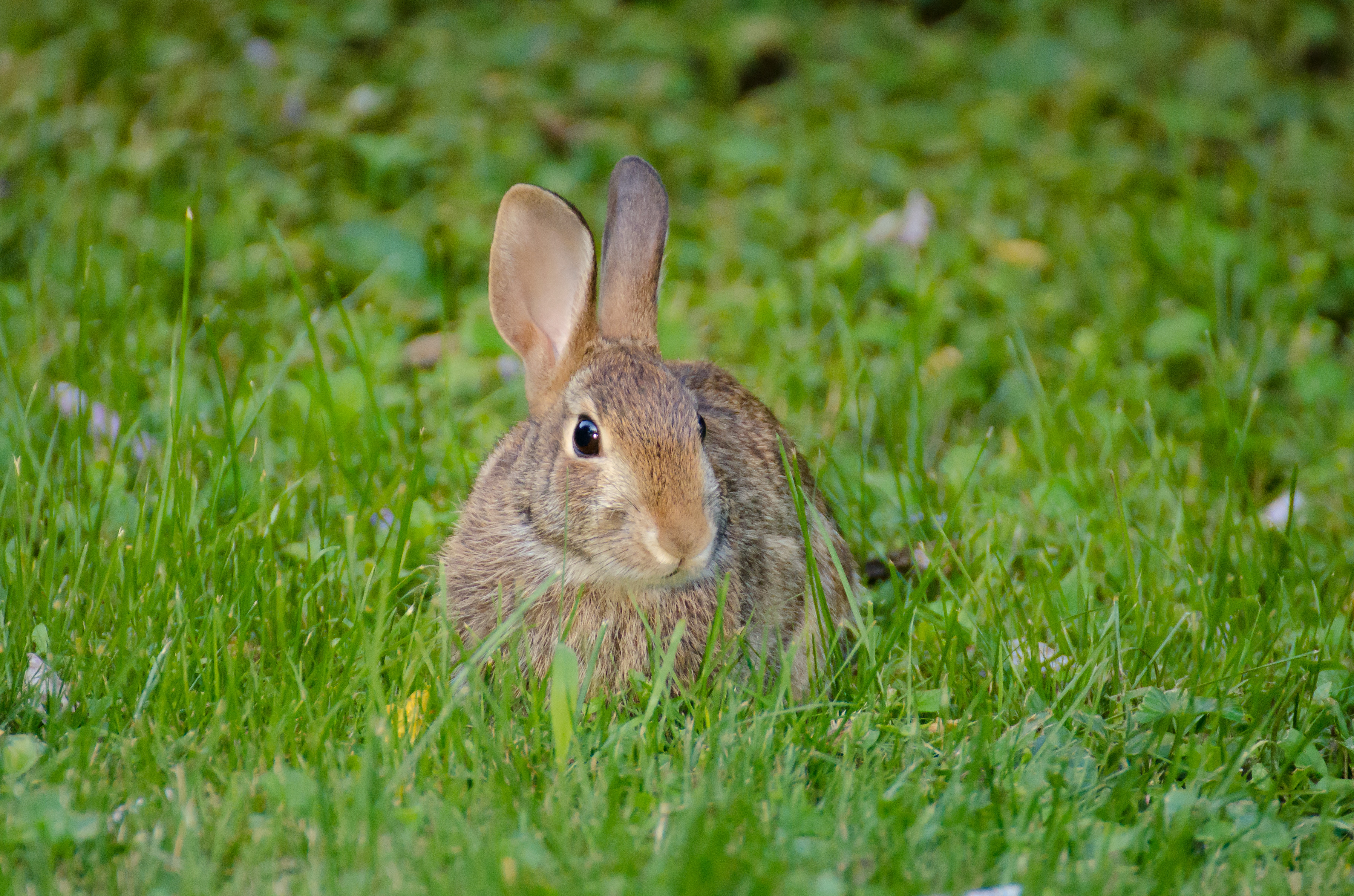 128688 Screensavers and Wallpapers Rabbit for phone. Download animals, fluffy, sight, opinion, animal, rabbit, hare pictures for free