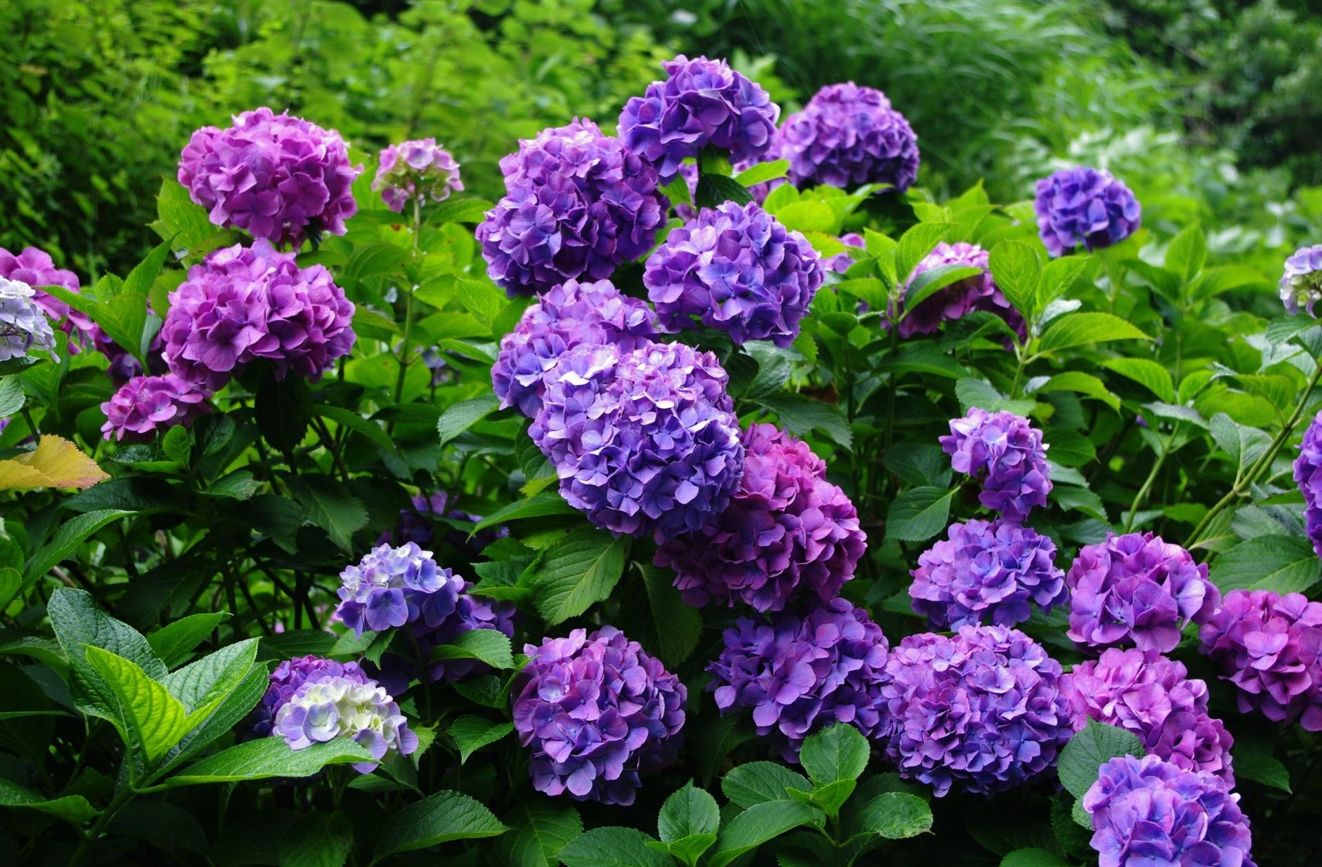 96051壁紙のダウンロード紫陽花, フラワーズ, ブッシュ, 咲く, 開花, グリーンズ, 菜, 庭園, 庭, あじさい-スクリーンセーバーと写真を無料で