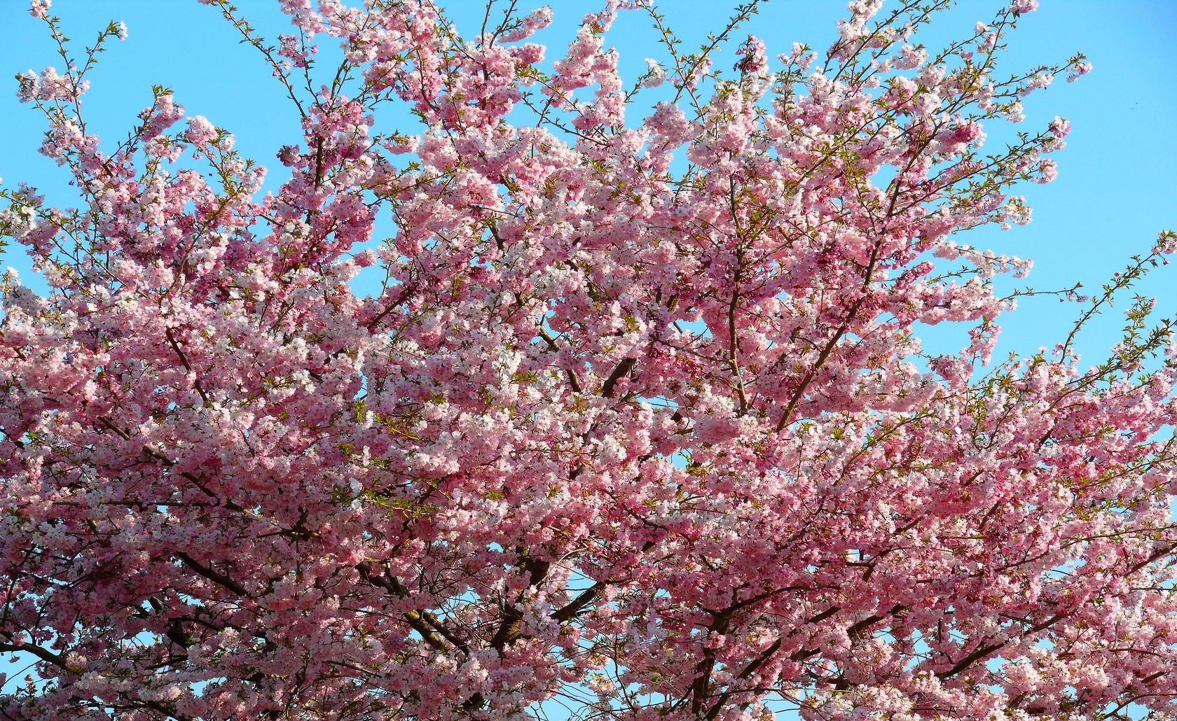 Laden Sie das Frühling, Blumen, Sky, Sakura, Geäst, Zweige, Blühen, Blühenden, Stimmung-Bild kostenlos auf Ihren PC-Desktop herunter