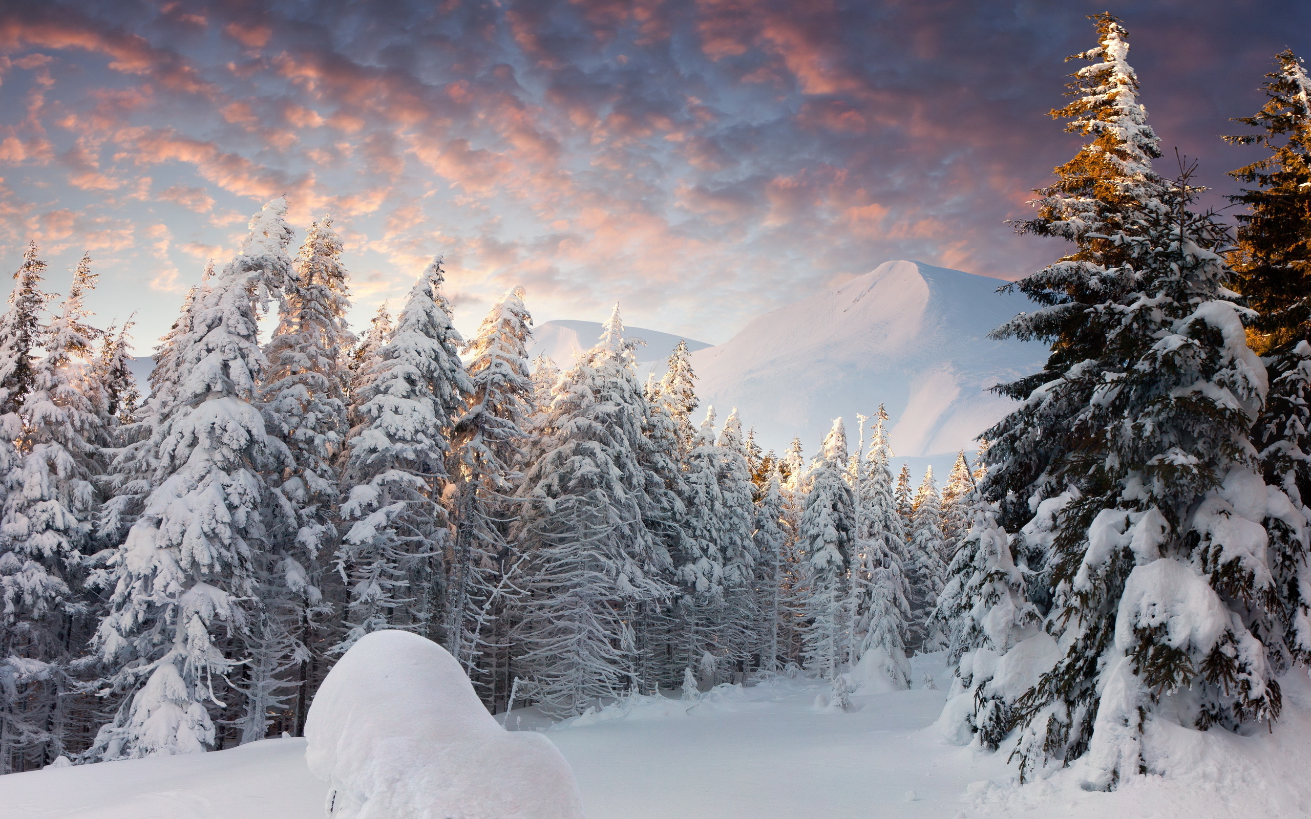 trees, landscape, winter, mountains, snow, fir-trees 8K