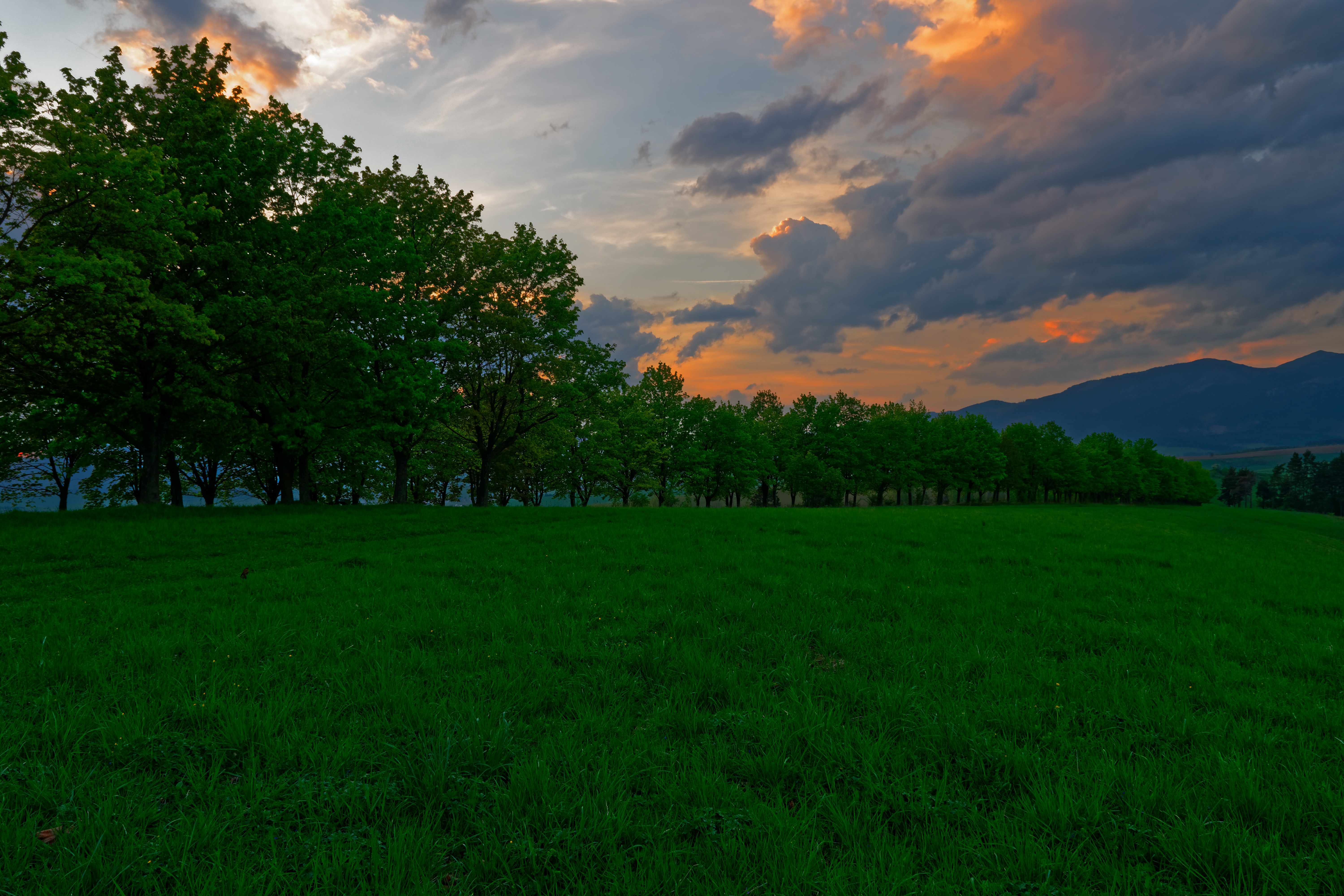 grass, nature, trees, sunset, meadow HD wallpaper
