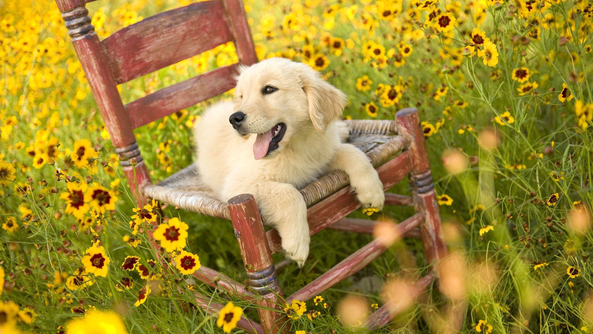 dog, animals, flowers, chair, to lie down, lie Phone Background