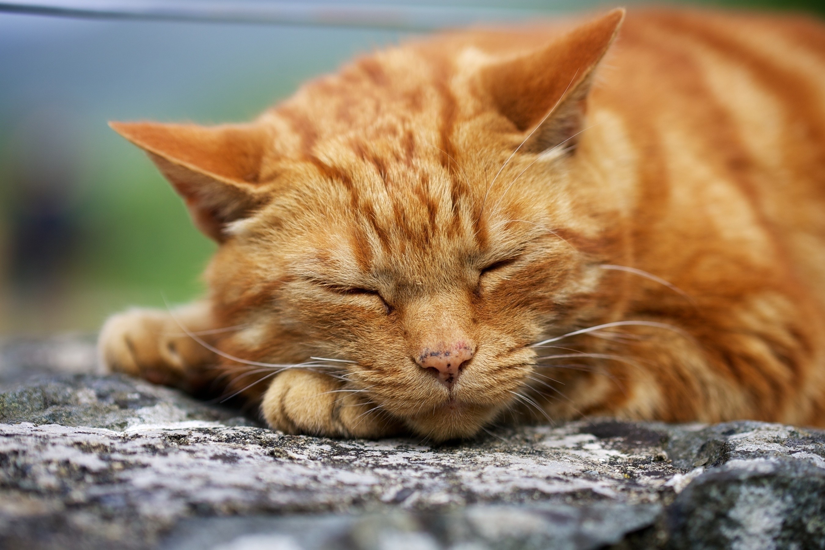 cat, fat, sleep, dream collection of HD images