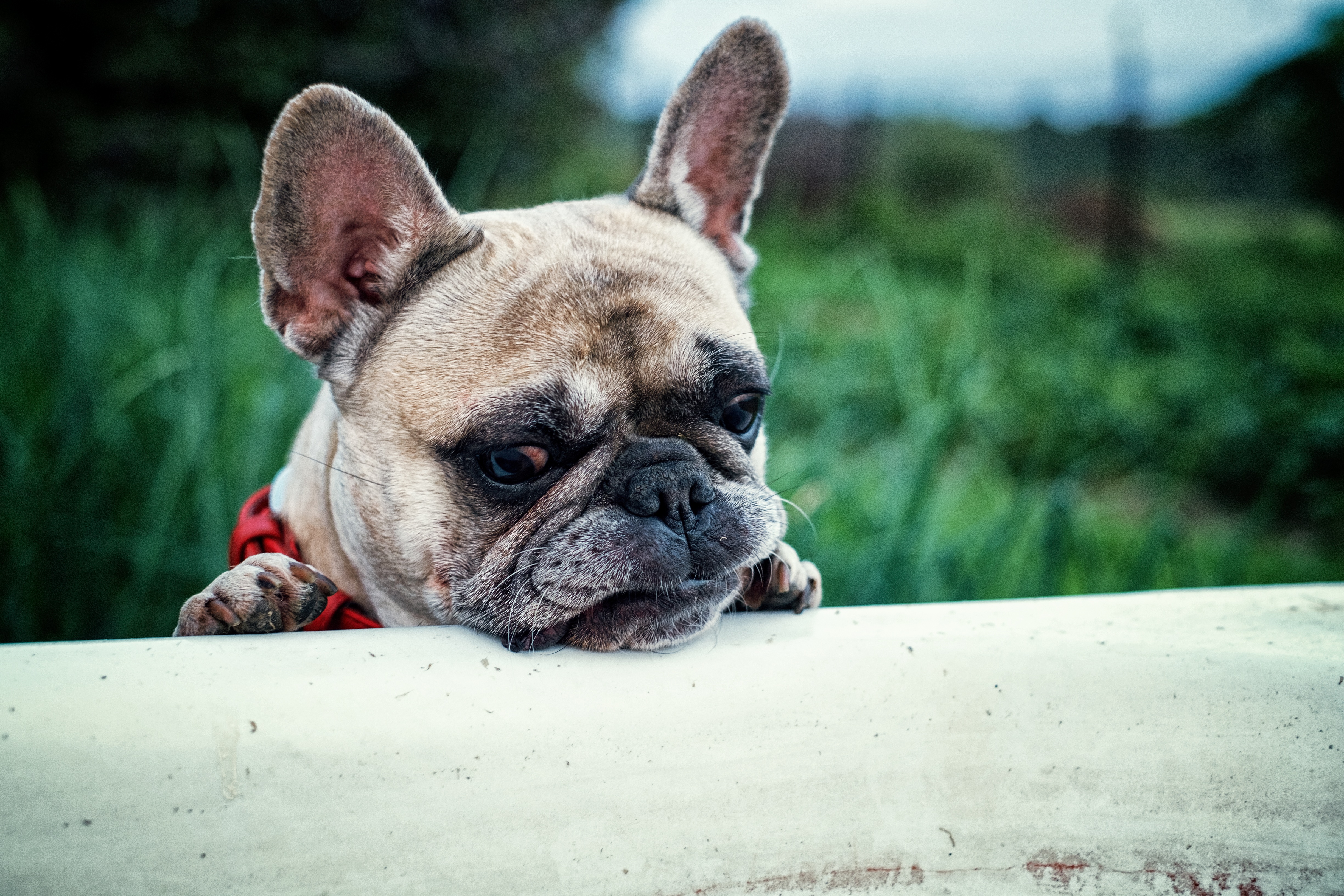 Die besten Französische Bulldogge-Hintergründe für den Telefonbildschirm