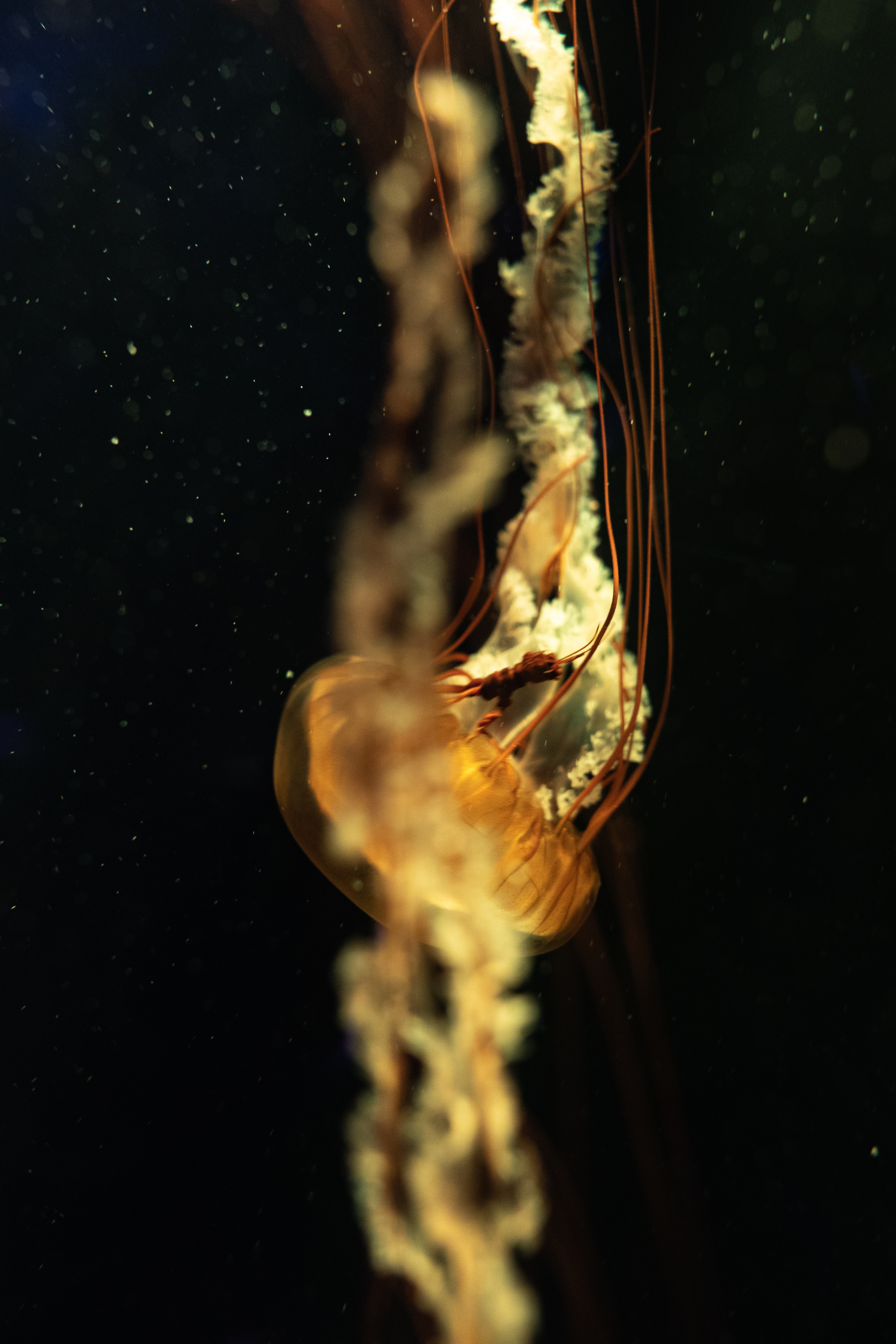 depth, close-up, tentacles, jellyfish HD Phone wallpaper