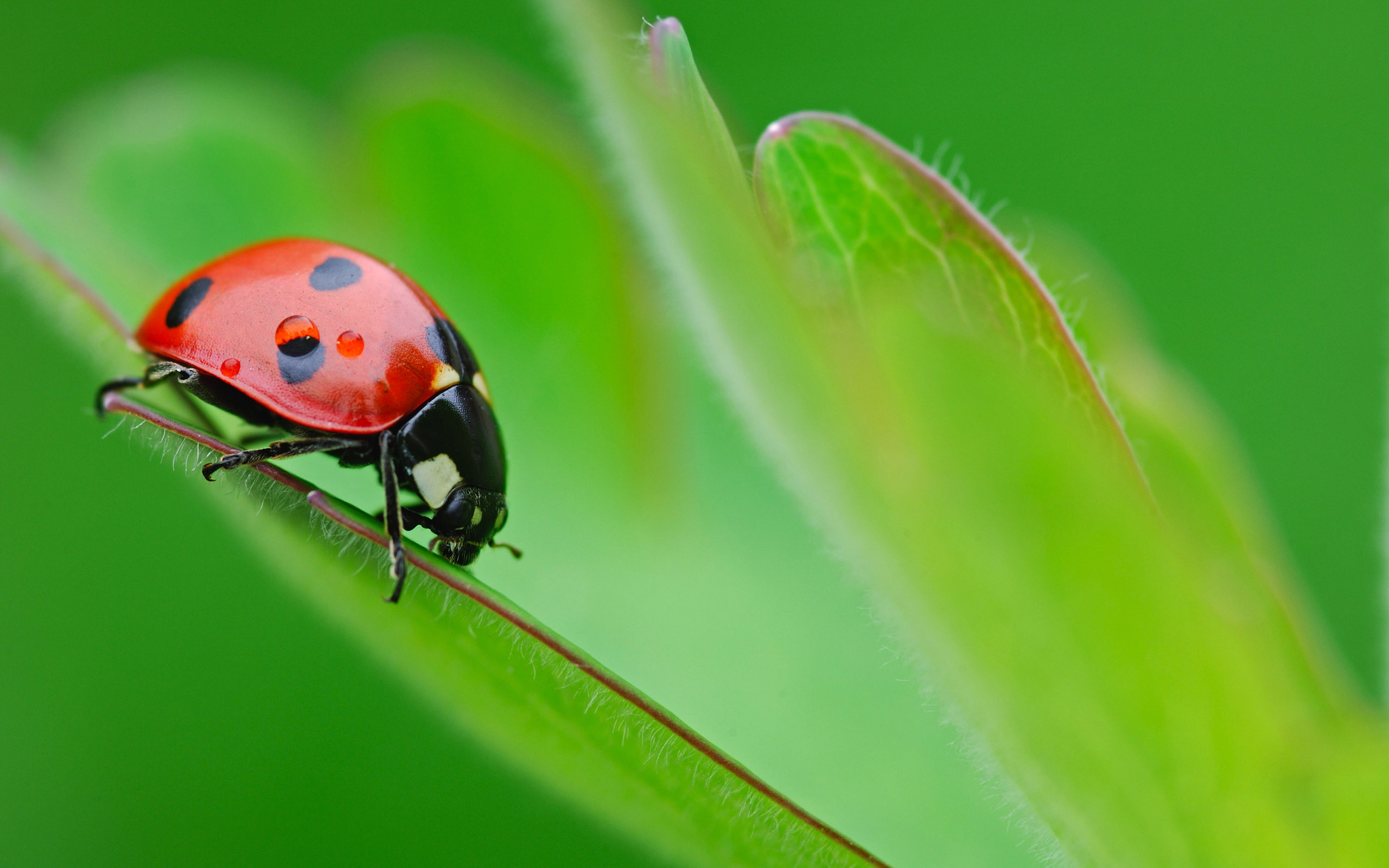 animal, green, ladybug, plant home screen for smartphone