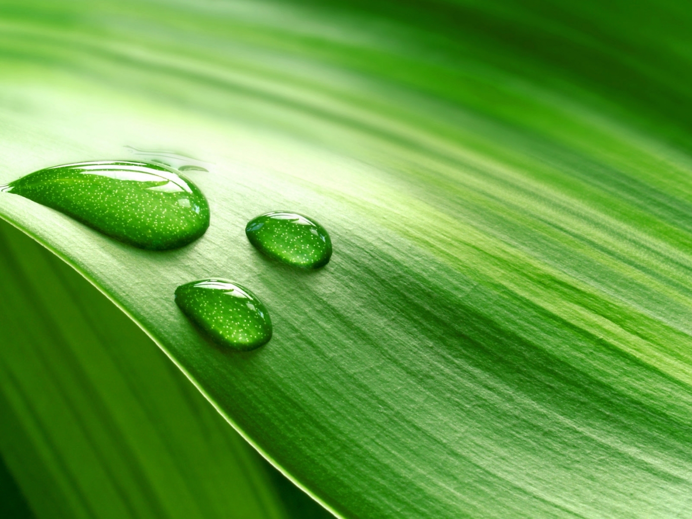 Download mobile wallpaper Plants, Background, Leaves, Drops for free.