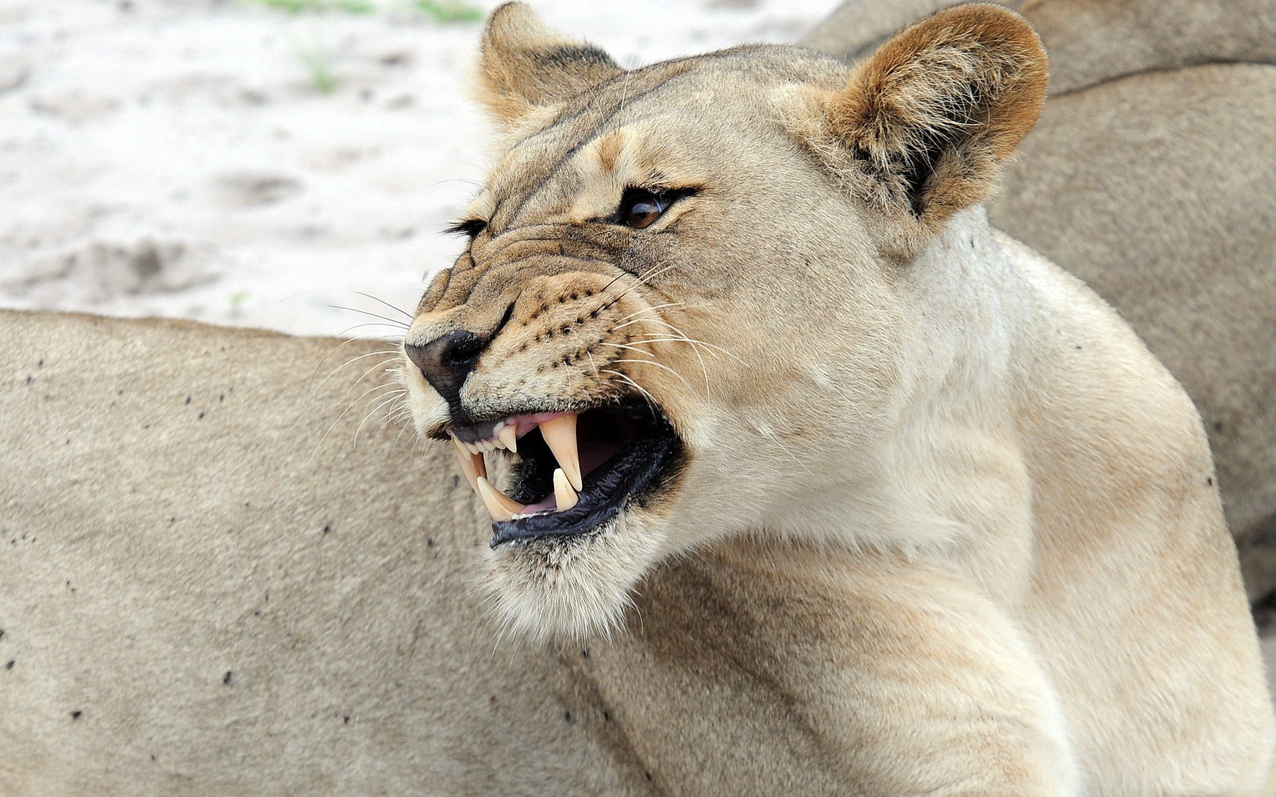 131289 Screensavers and Wallpapers Lioness for phone. Download animals, muzzle, predator, lioness pictures for free