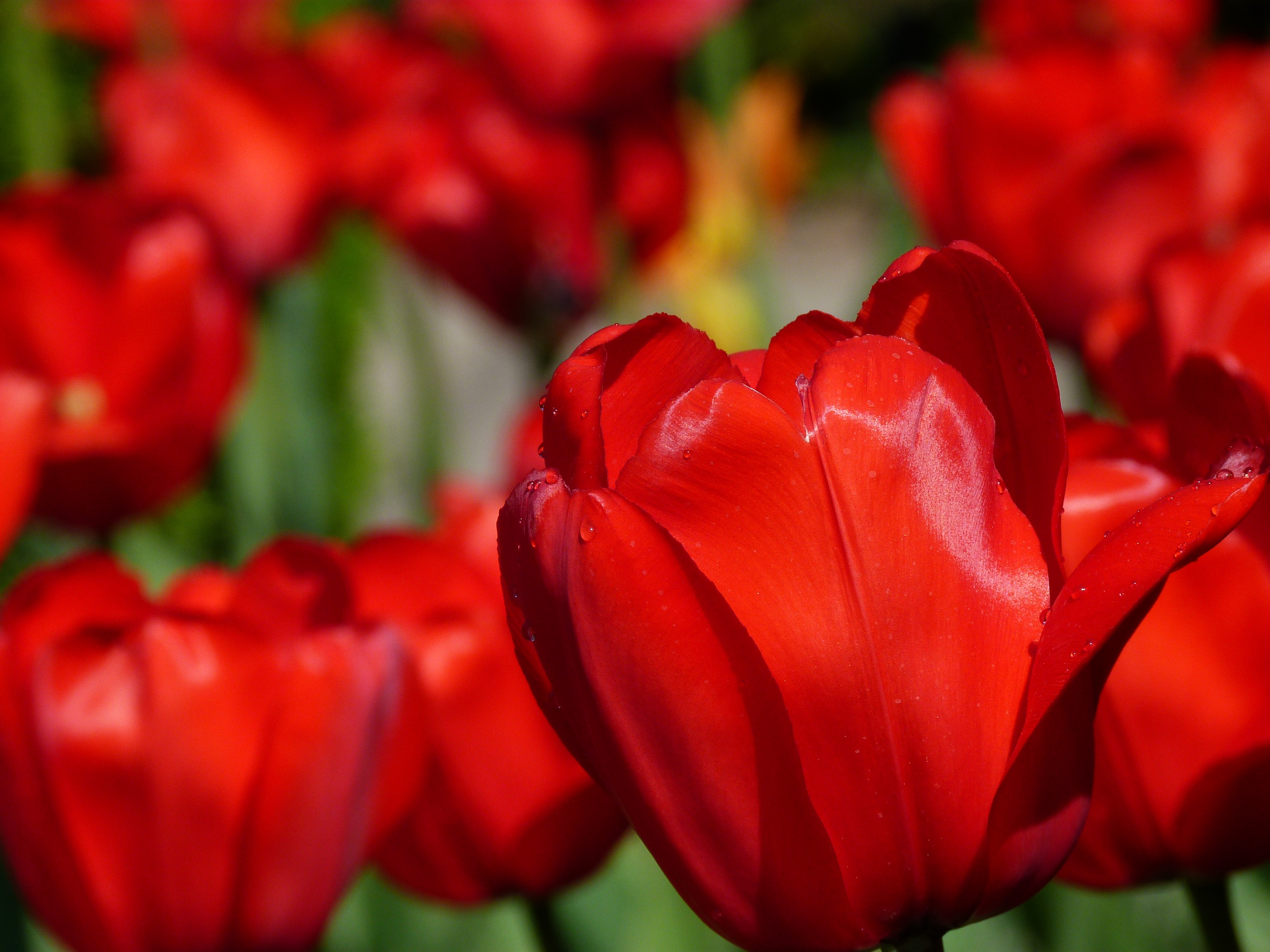 87006 Salvapantallas y fondos de pantalla Tulipanes en tu teléfono. Descarga imágenes de flores, tulipanes, macro, borrosidad, suave, cogollos, brotes gratis