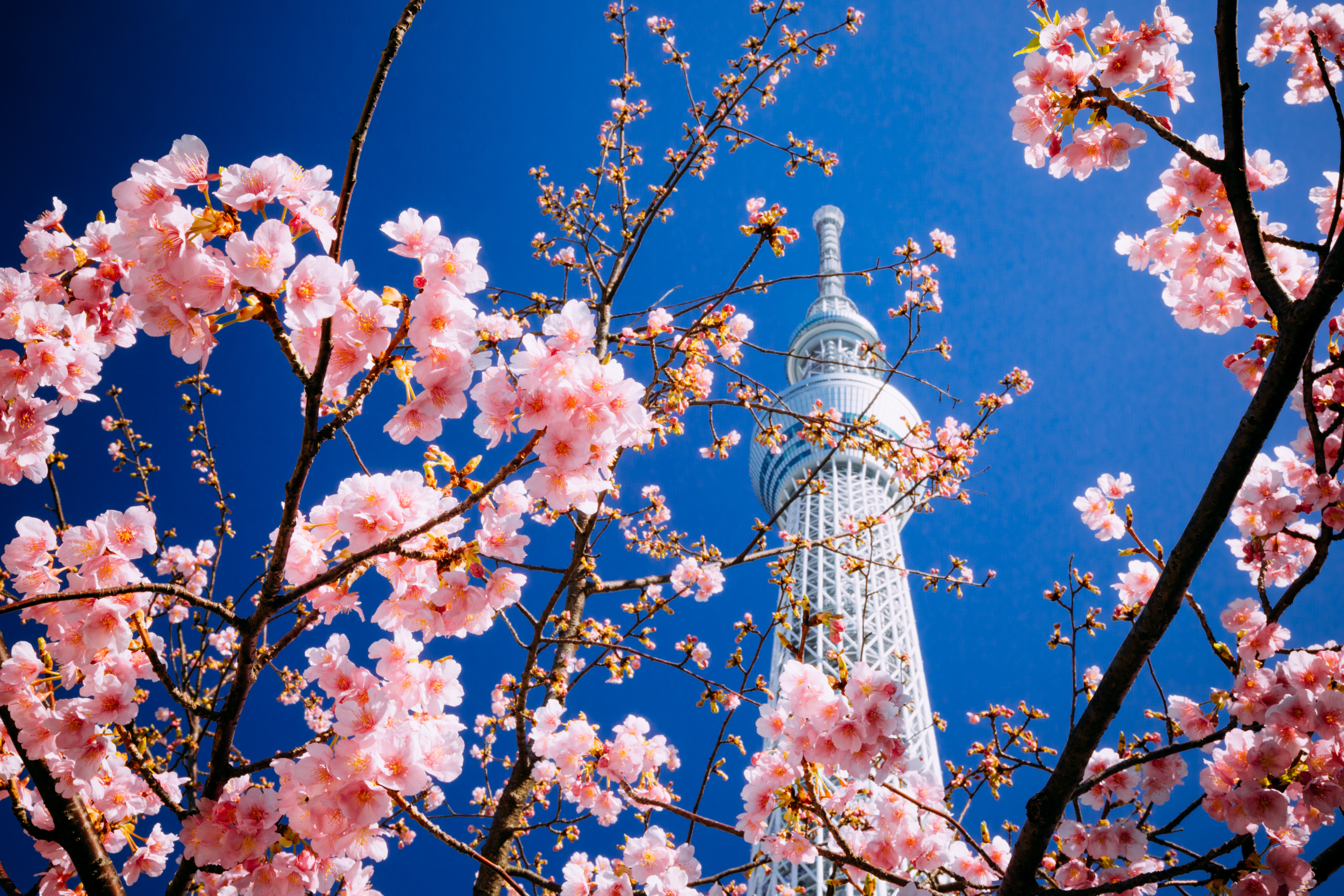 bloom, tokyo, cities, sakura, building, flowering, tower