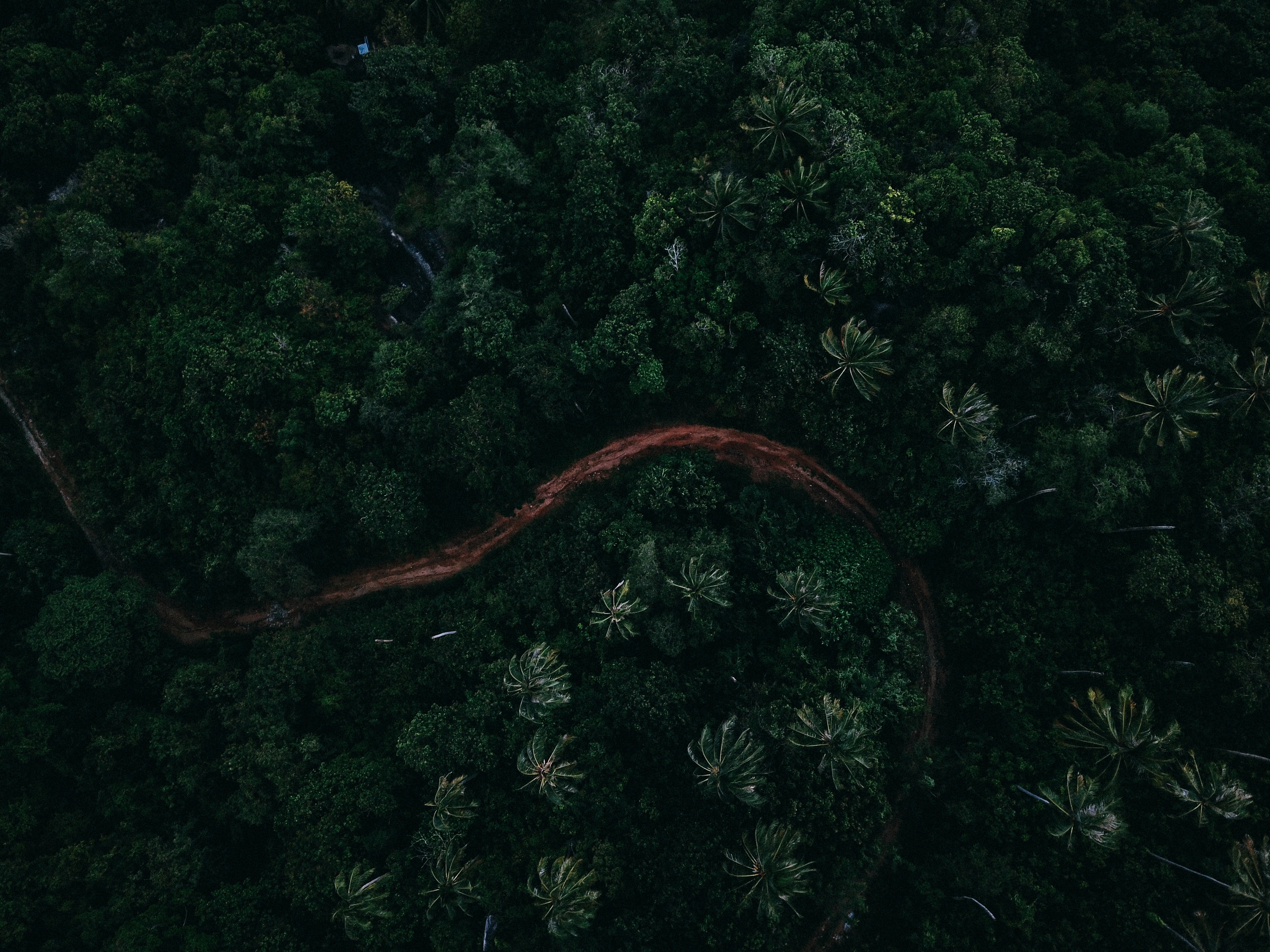 palms, nature, view from above, green Road HQ Background Wallpapers