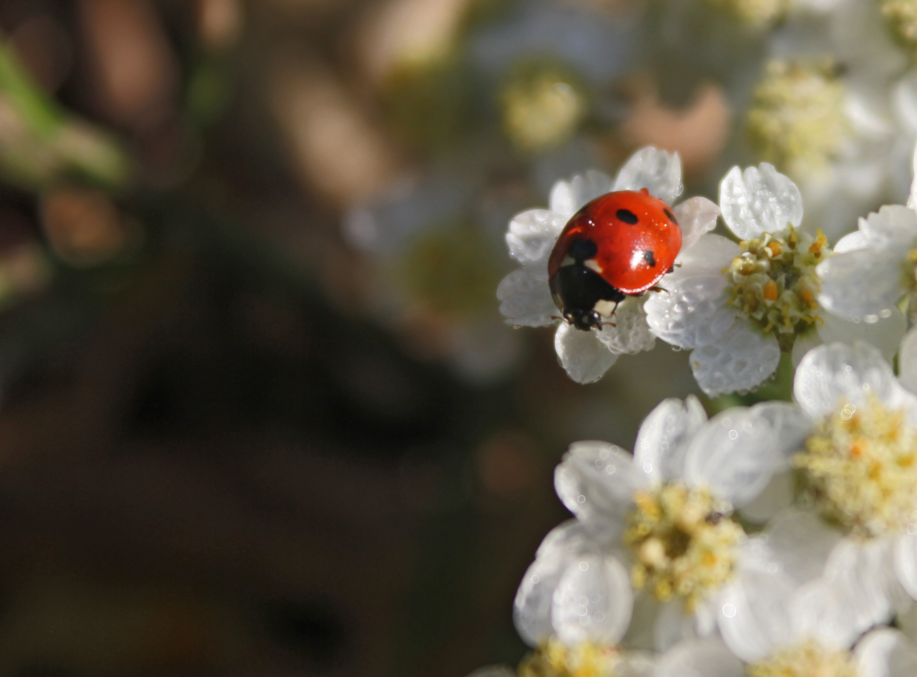 Laden Sie das Marienkäfer, Blumen, Makro, Unschärfe, Glatt, Ladybird-Bild kostenlos auf Ihren PC-Desktop herunter