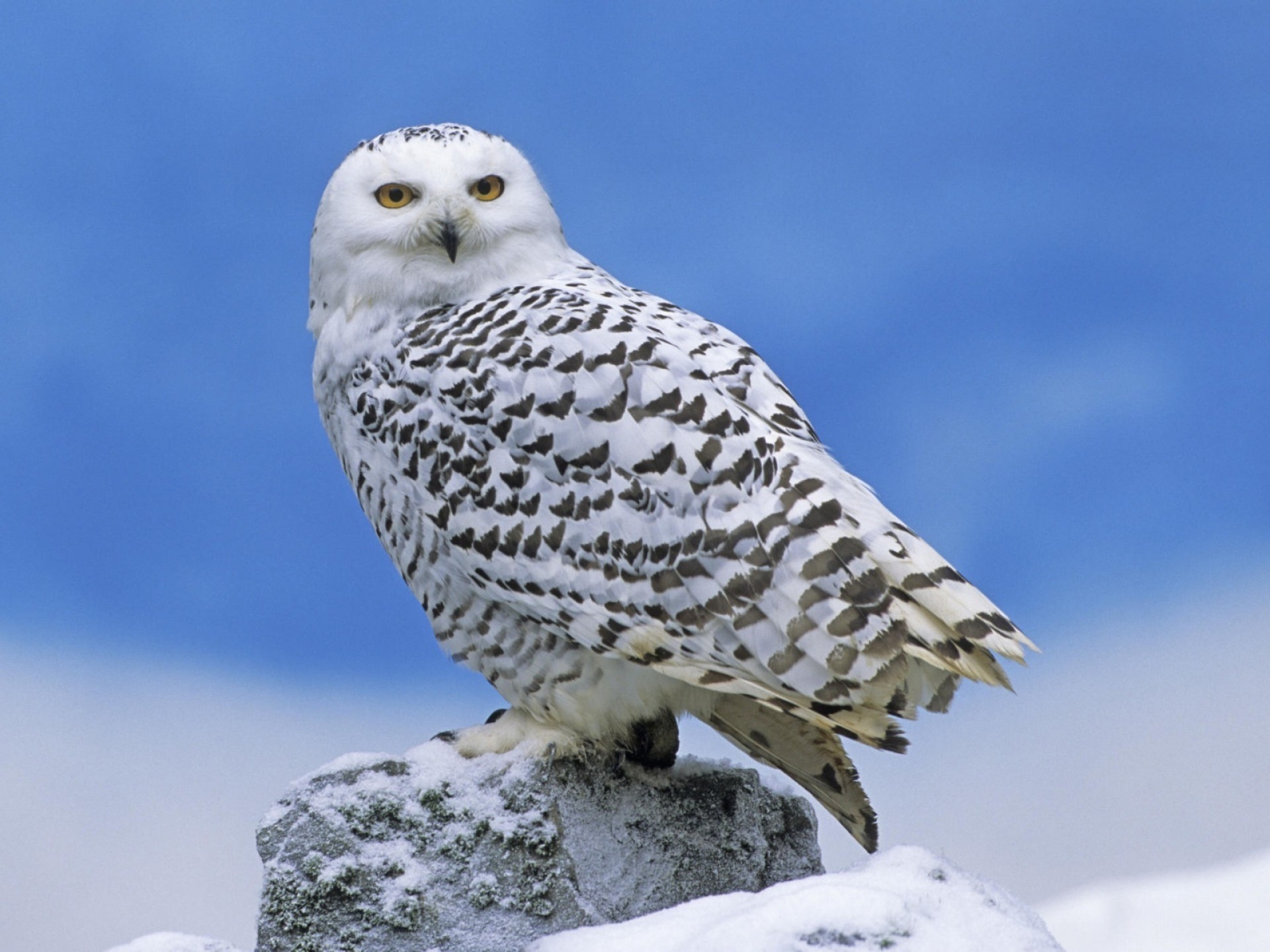 109717 Hintergrundbild herunterladen eule, tiere, schnee, vogel, raubtier, predator - Bildschirmschoner und Bilder kostenlos
