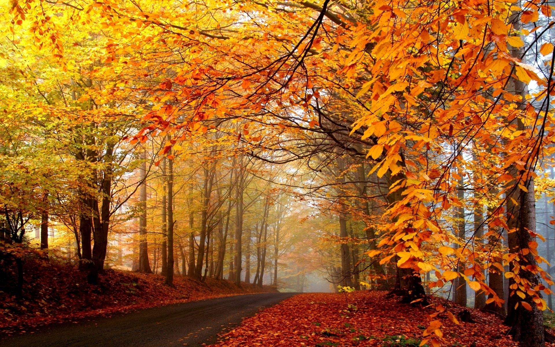 roads, nature, landscape, autumn, orange Full HD
