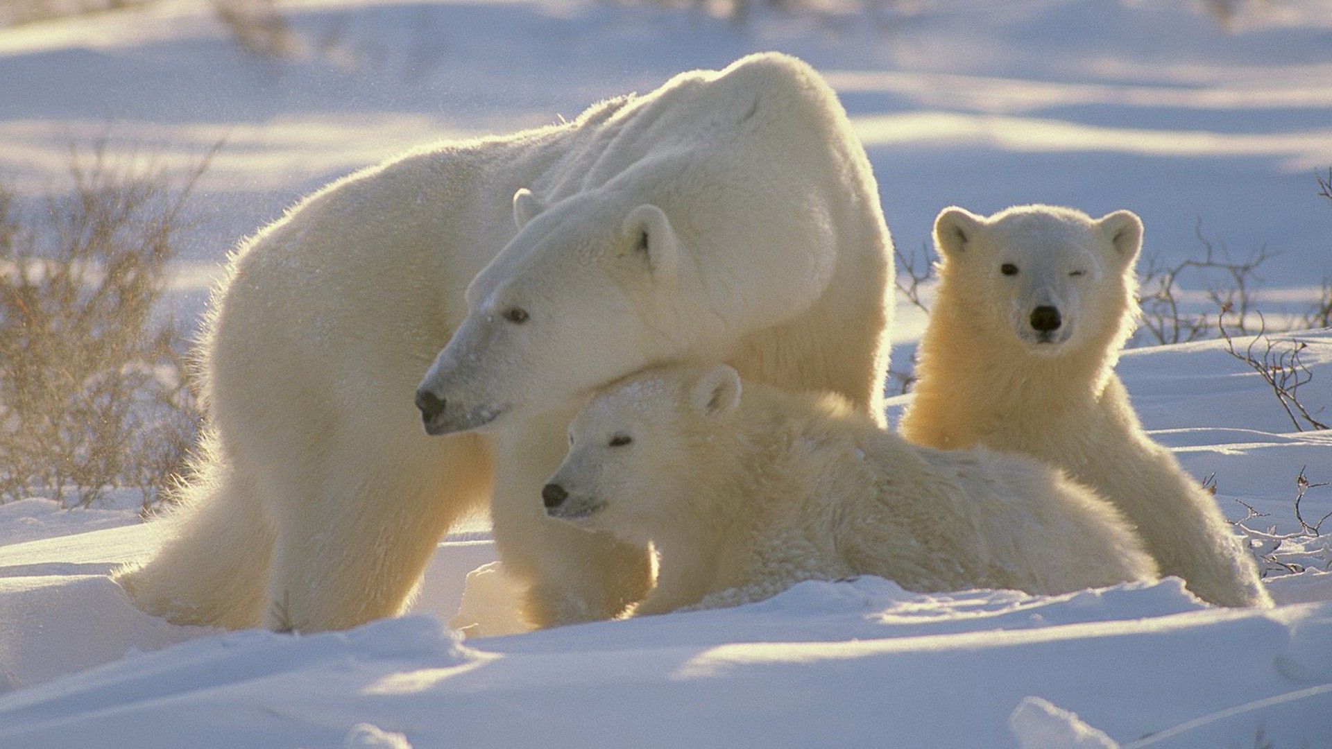 Laden Sie das Tiere, Bären, Die Familie, Familie, Jungen, Jung, Eisbären-Bild kostenlos auf Ihren PC-Desktop herunter