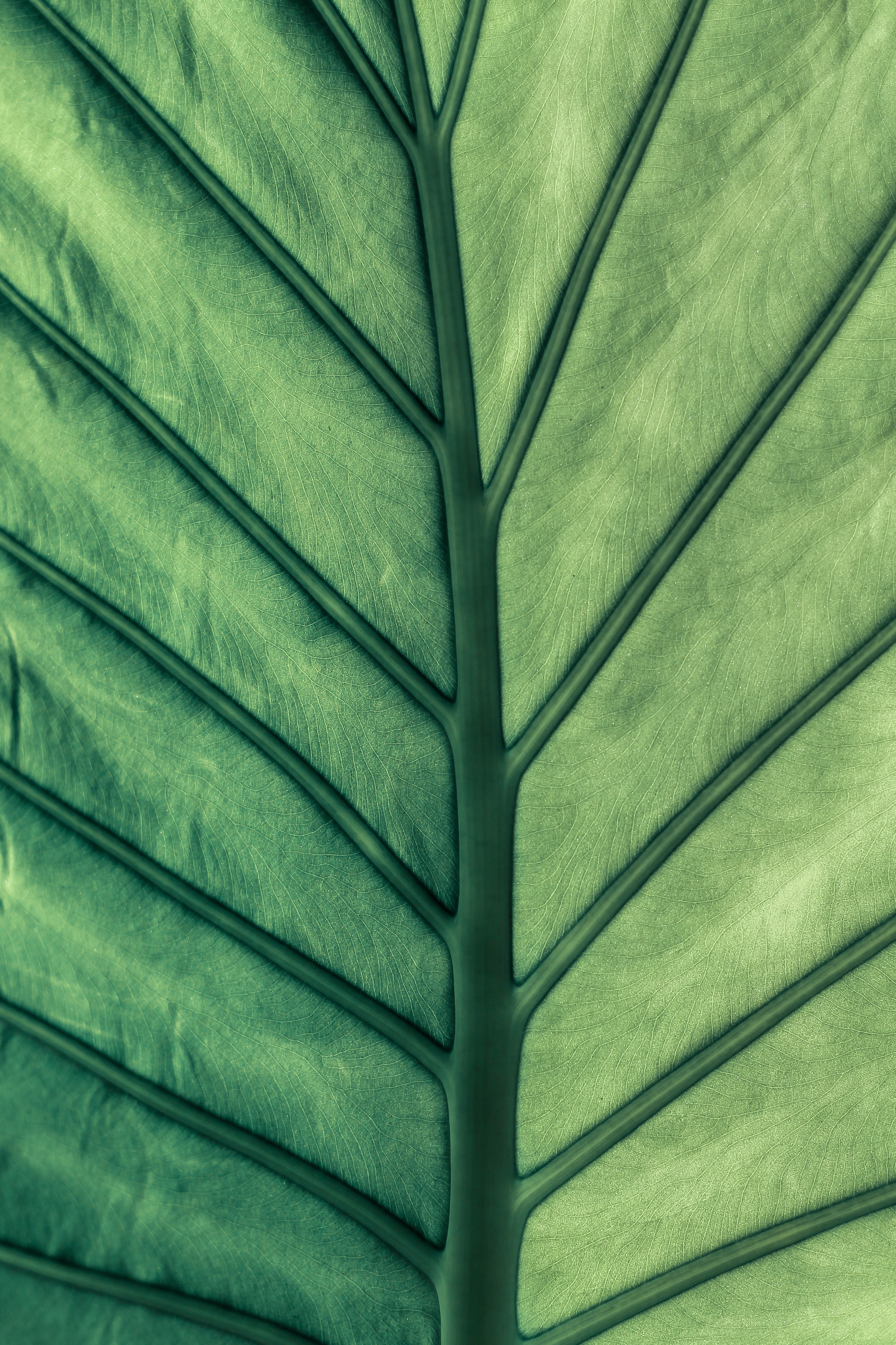 QHD wallpaper macro, sheet, green, leaf