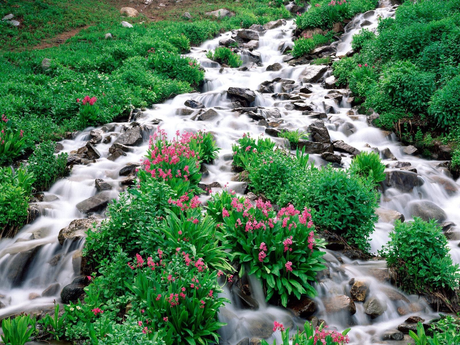 flowers, mountain river, vegetation, nature, stones, greens 5K