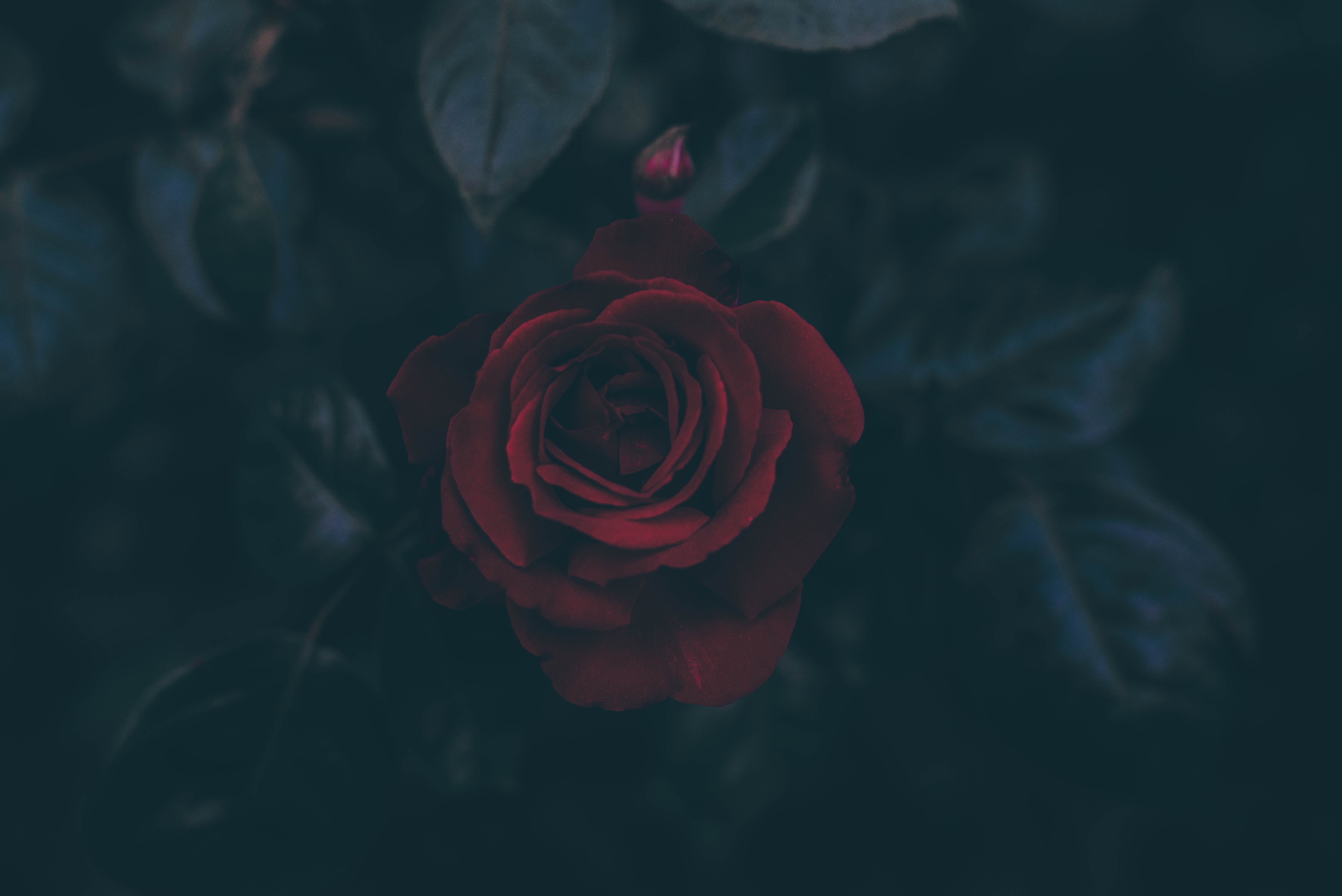 Rose Flower  8k Backgrounds