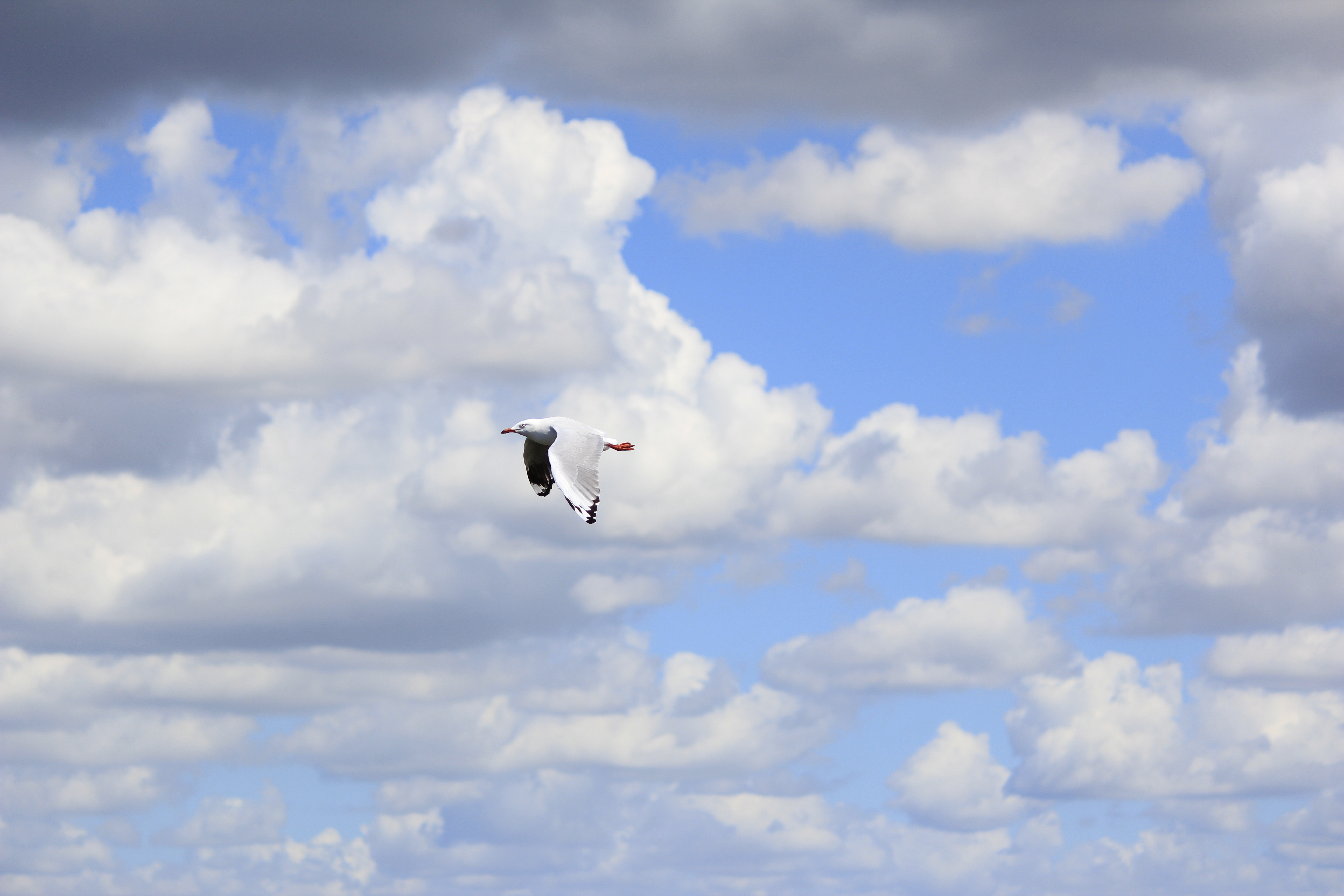 Download mobile wallpaper Gull, Animals, Clouds, Flight, Seagull, Bird, Sky for free.