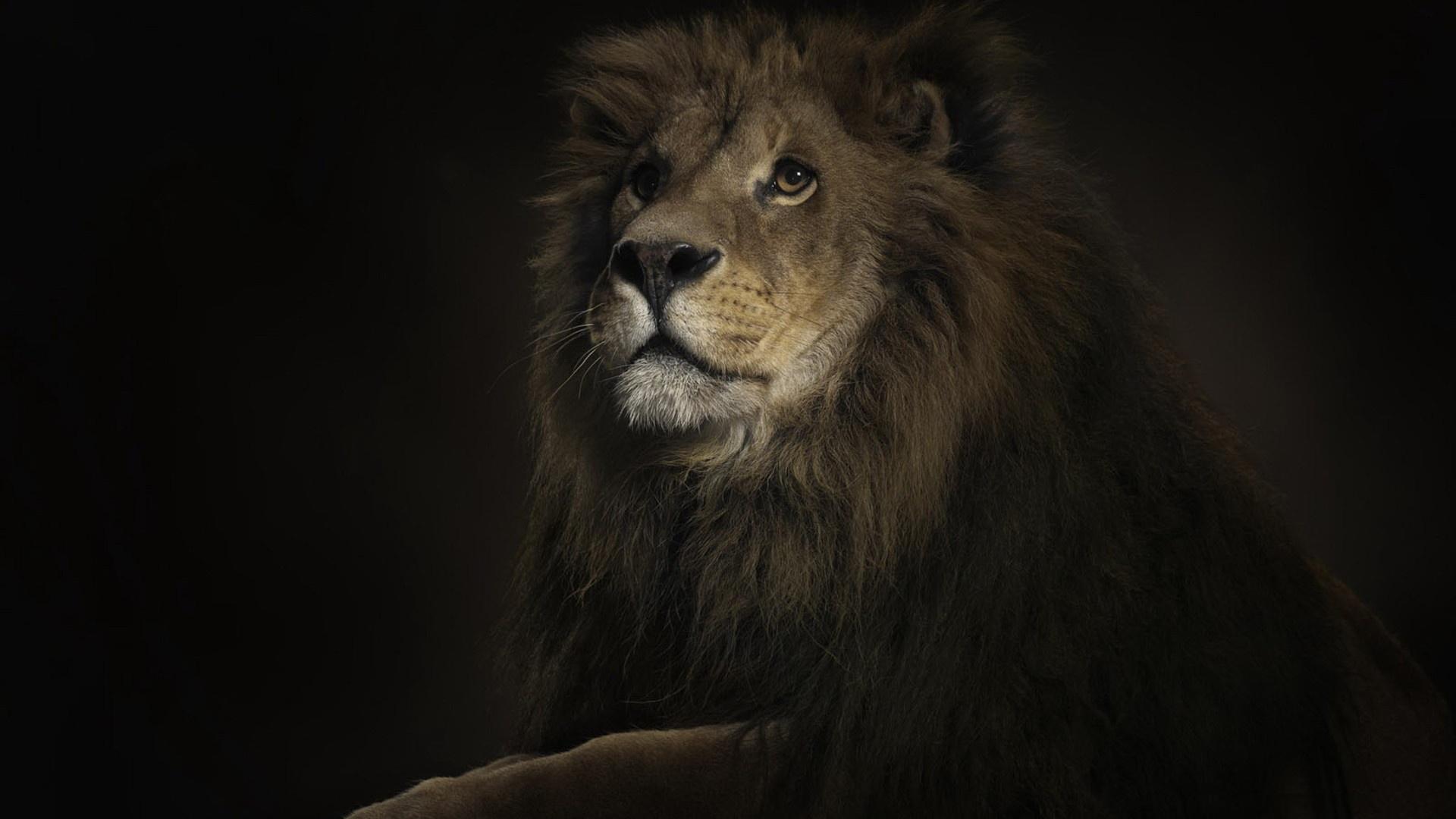 165306 baixar papel de parede animais, leão, gatos - protetores de tela e imagens gratuitamente