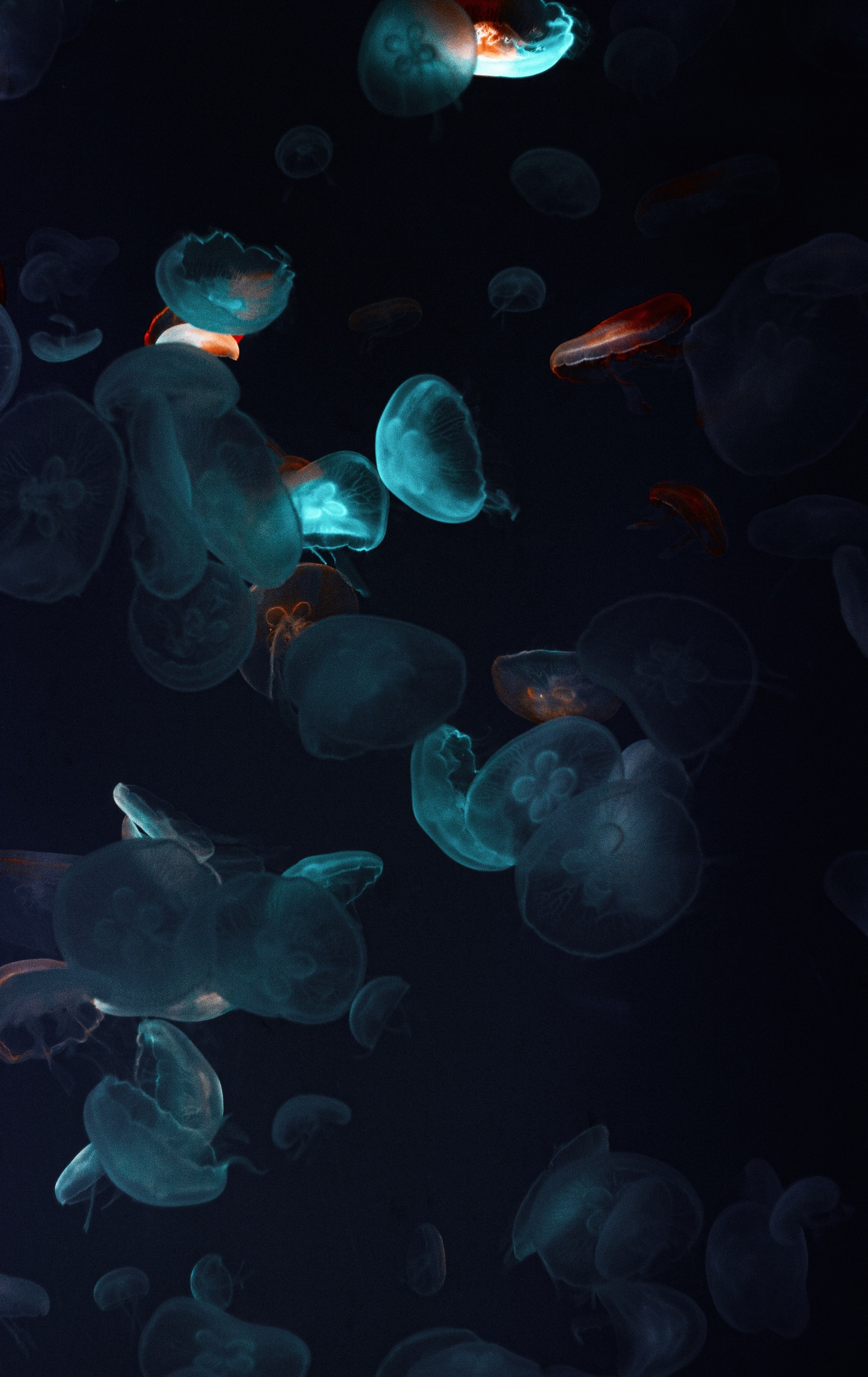 Handy-Wallpaper Jellyfish, Dunkel, Das Schwarze, Unterwasserwelt, Tentakel, Tentakeln kostenlos herunterladen.