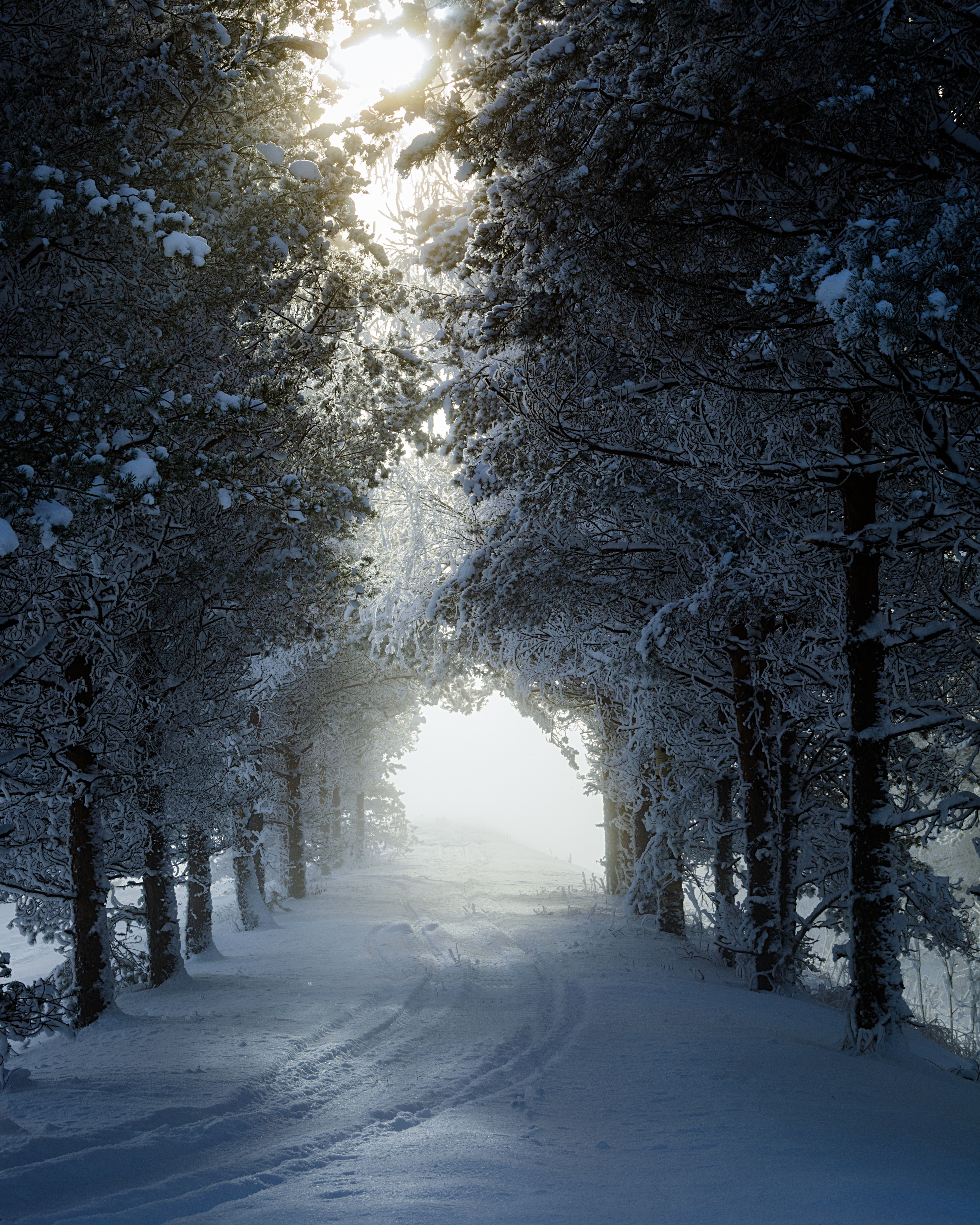 64303 Hintergrundbild herunterladen winter, natur, bäume, schnee, gasse, spur, track - Bildschirmschoner und Bilder kostenlos