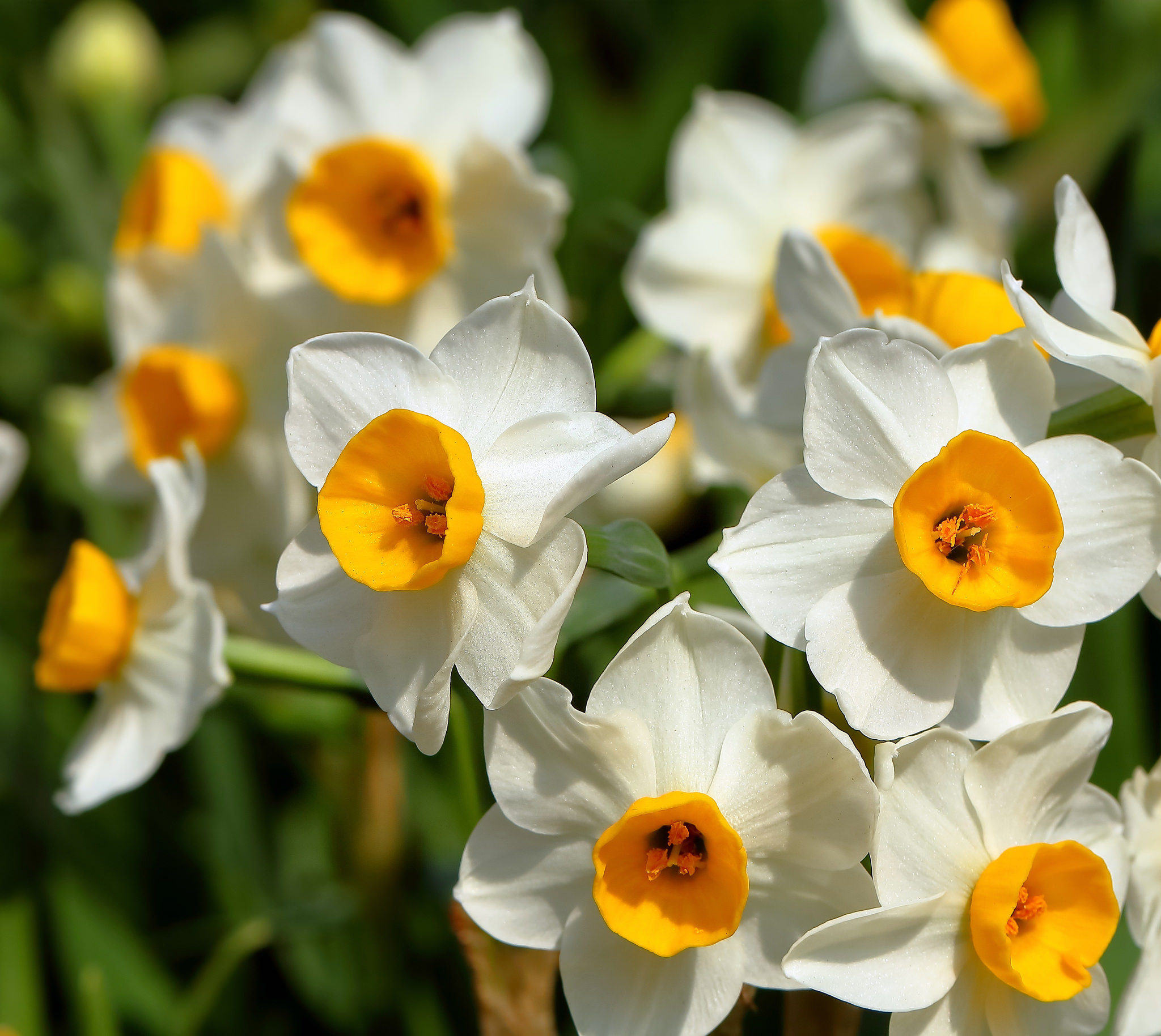 Нарцисс цветочный. Нарцисс цветок. Geranium Нарцисс. Нарцисс Даффодил. Нарцисс (растение).