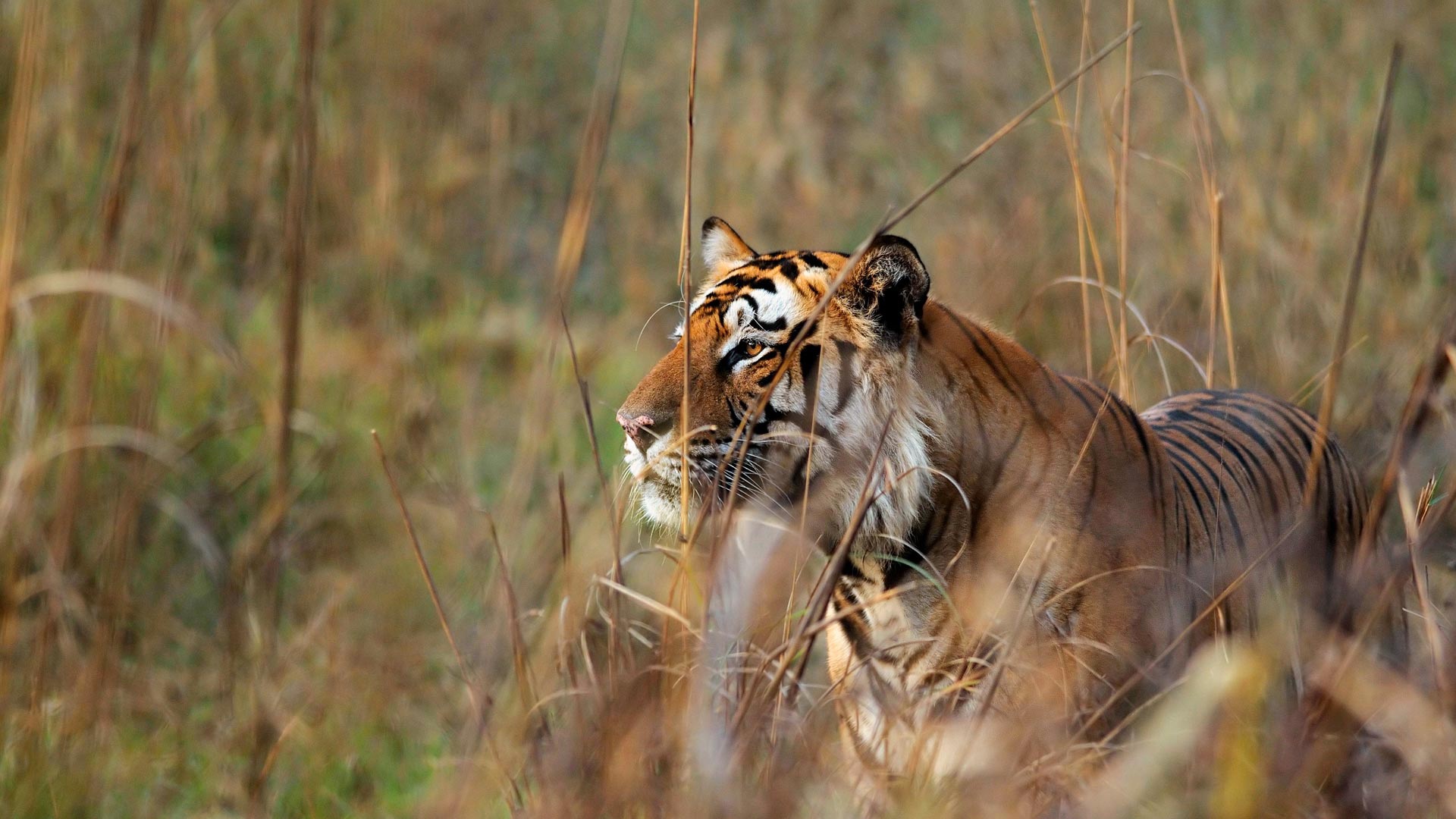animal, tiger, bengal tiger, cats HD wallpaper