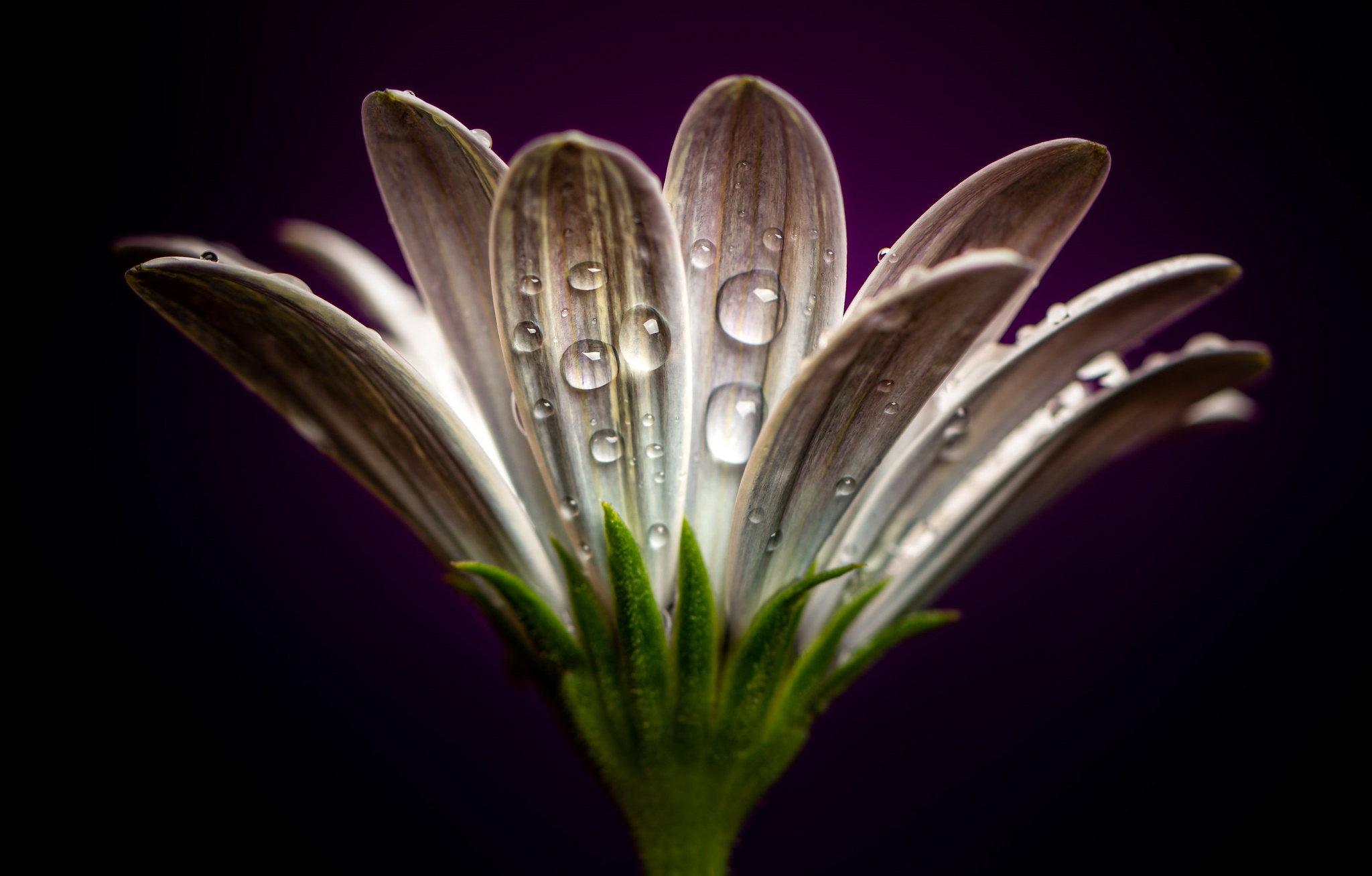 water drop, flower, petal, earth Free HD pic