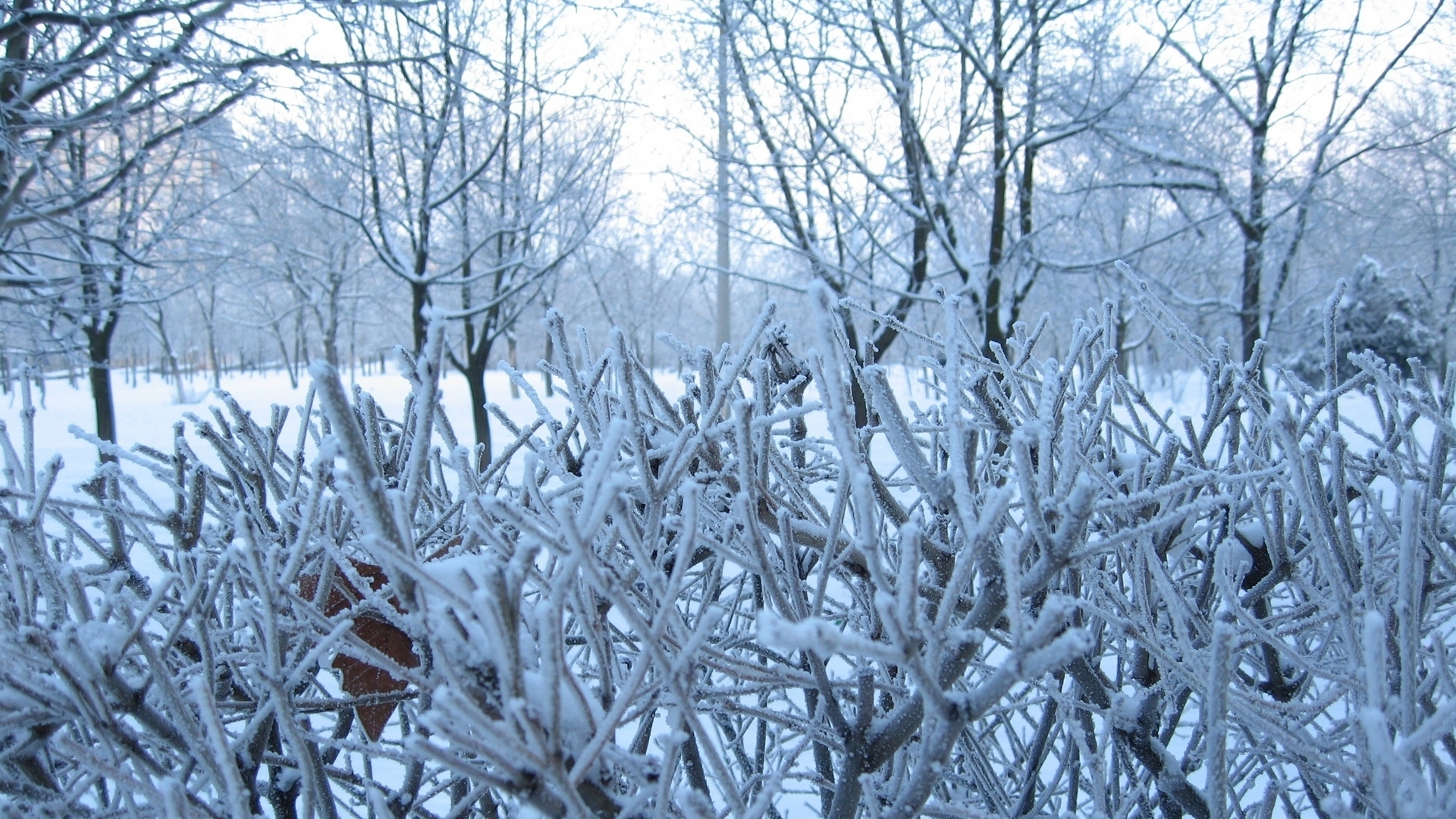landscape, winter, snow, bush, blue for android