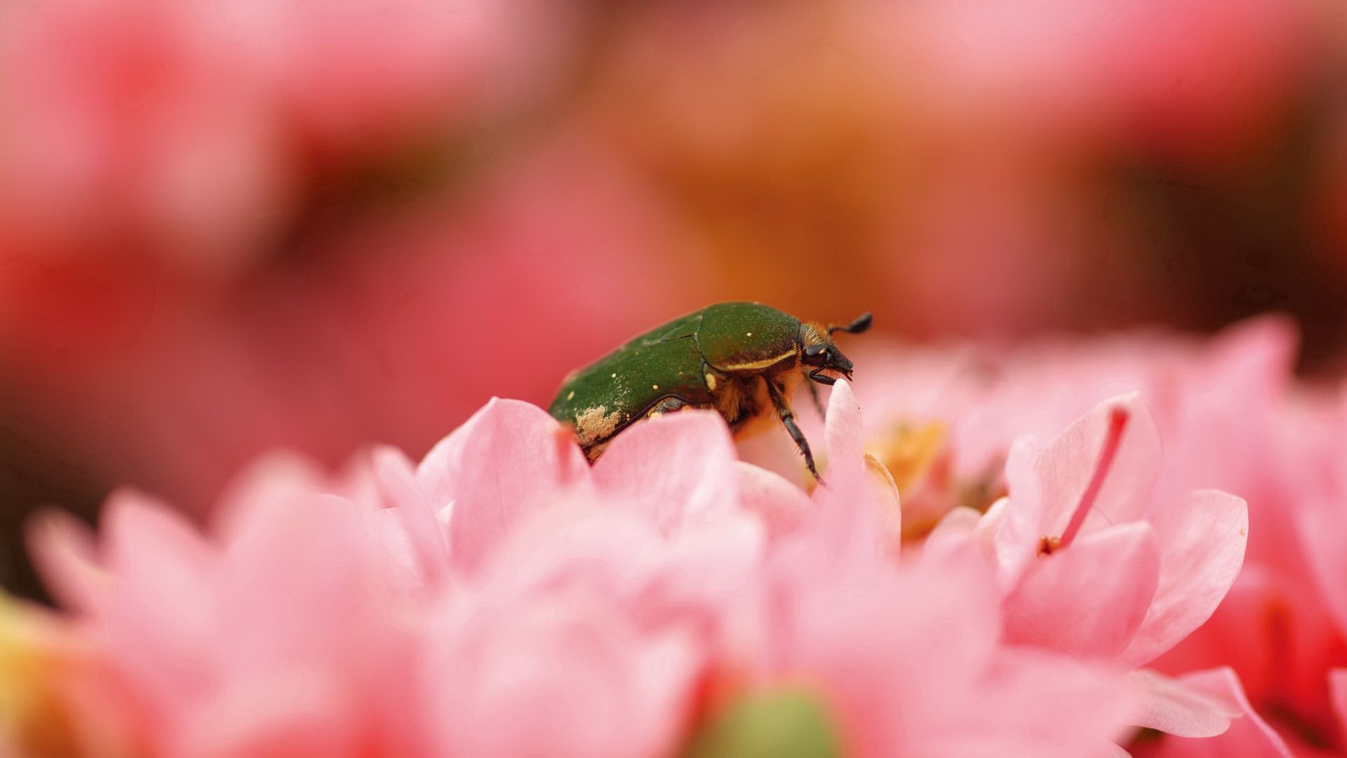Laden Sie das Blume, Käfer, Makro, Blütenblätter, Fehler-Bild kostenlos auf Ihren PC-Desktop herunter