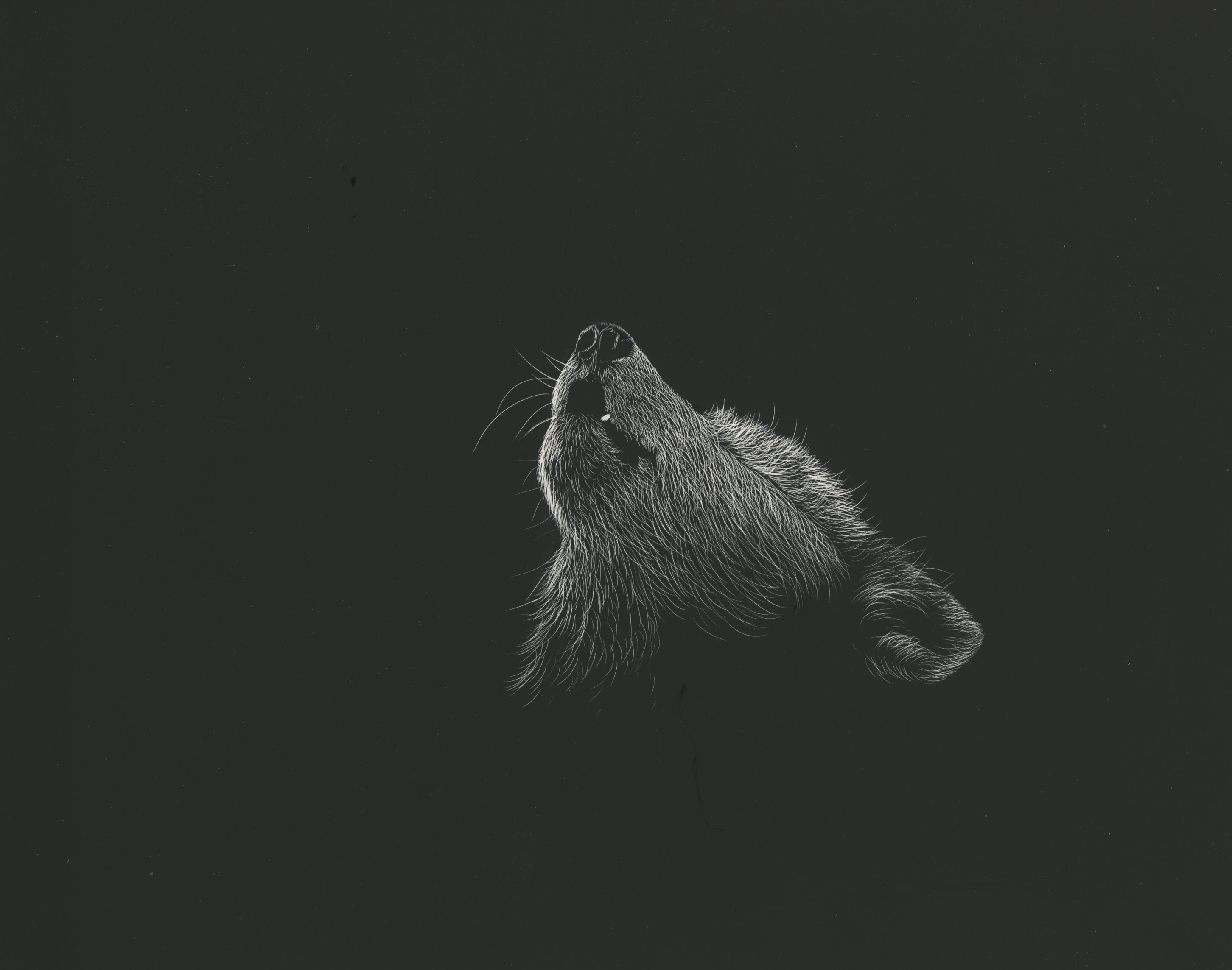 wolf, drawing, art, picture, bw, chb, howl download HD wallpaper
