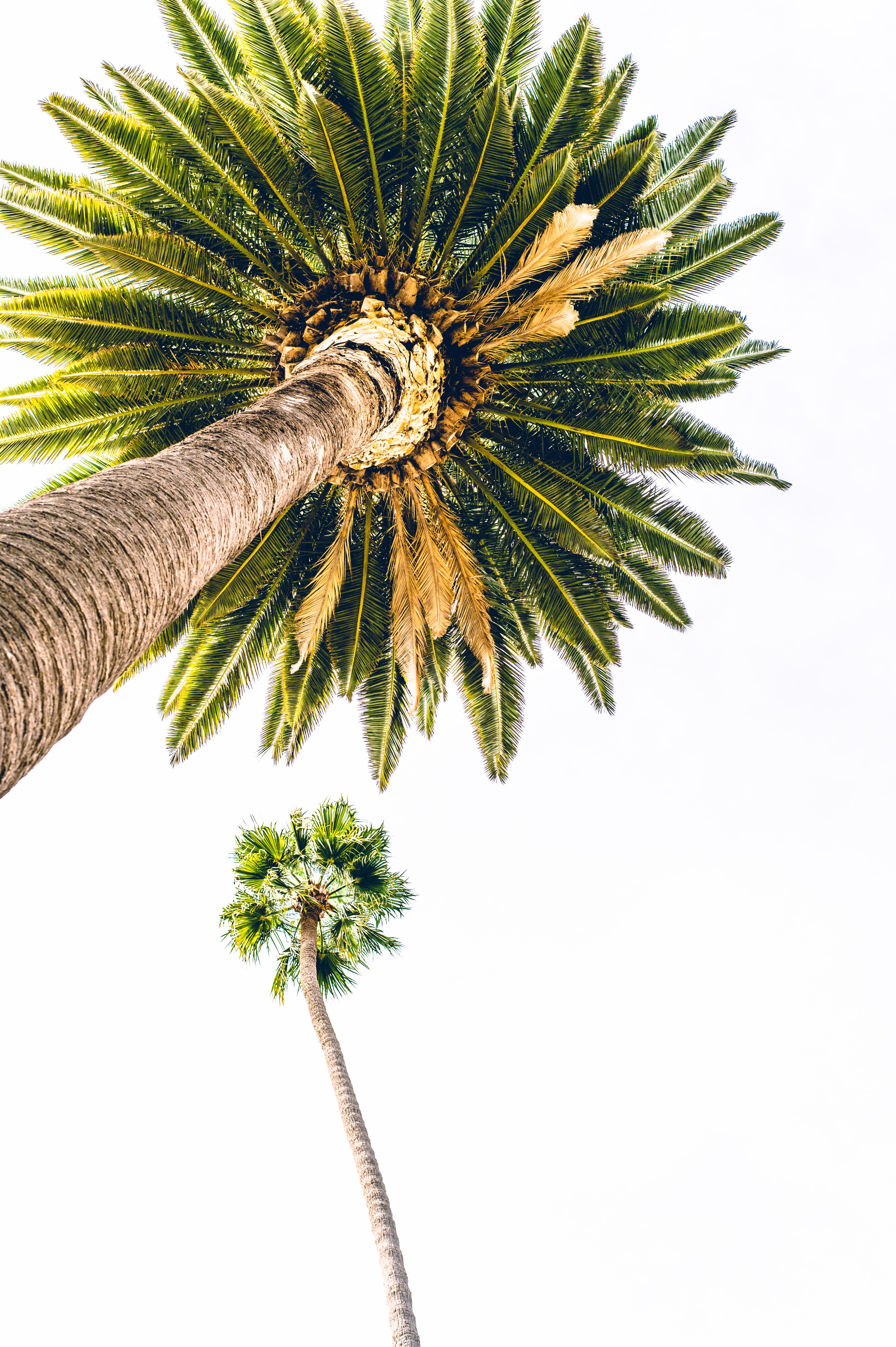 106218 скачать обои пальма, минимализм, дерево, вид снизу - заставки и картинки бесплатно