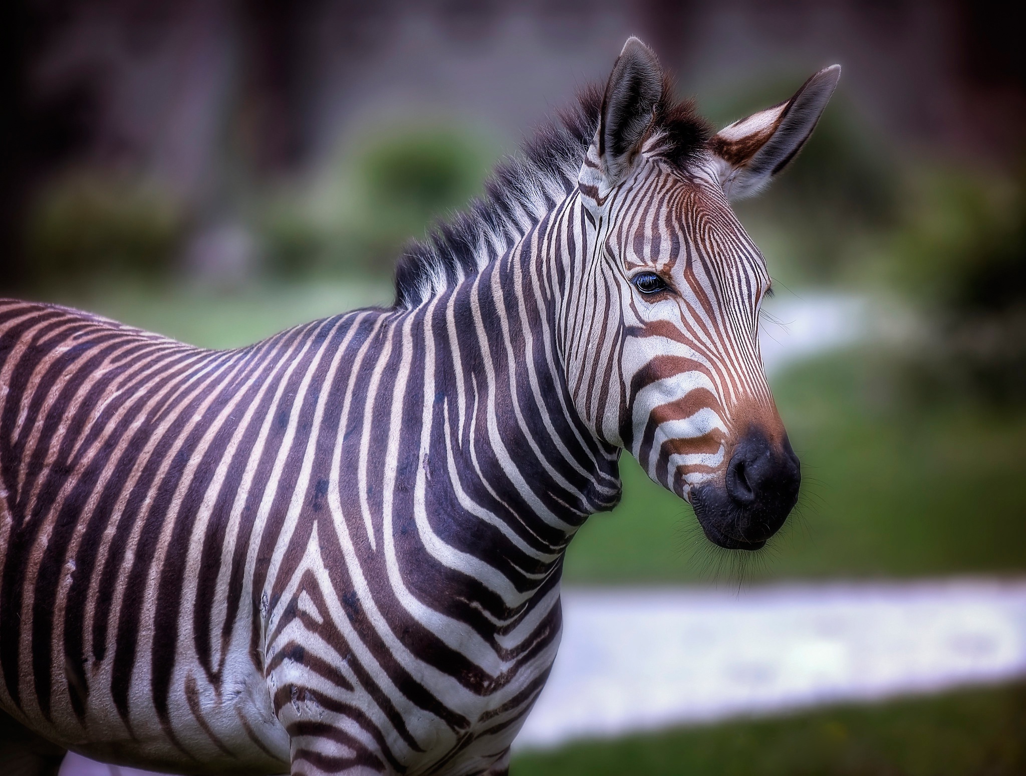 Фотографии зебры в хорошем качестве
