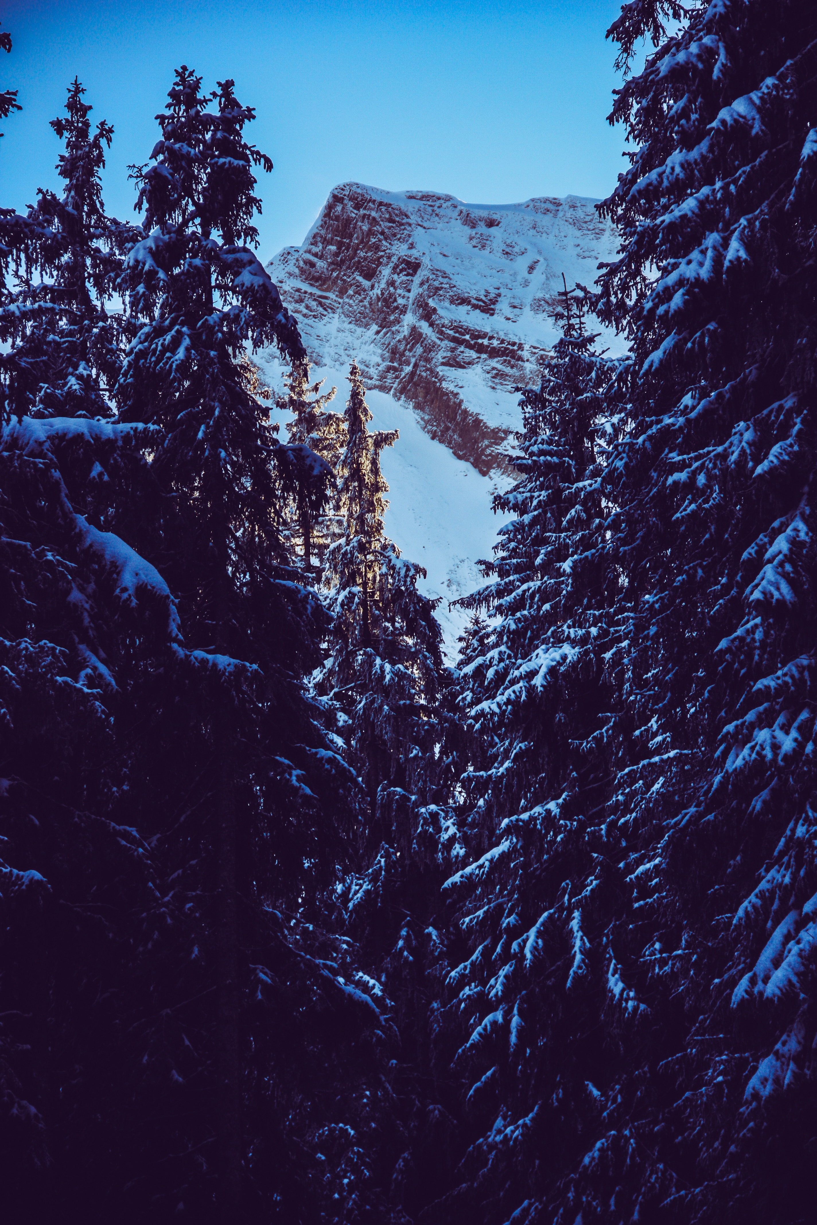 91748 скачать обои природа, снег, гора, пик, ветки, заснеженный - заставки и картинки бесплатно