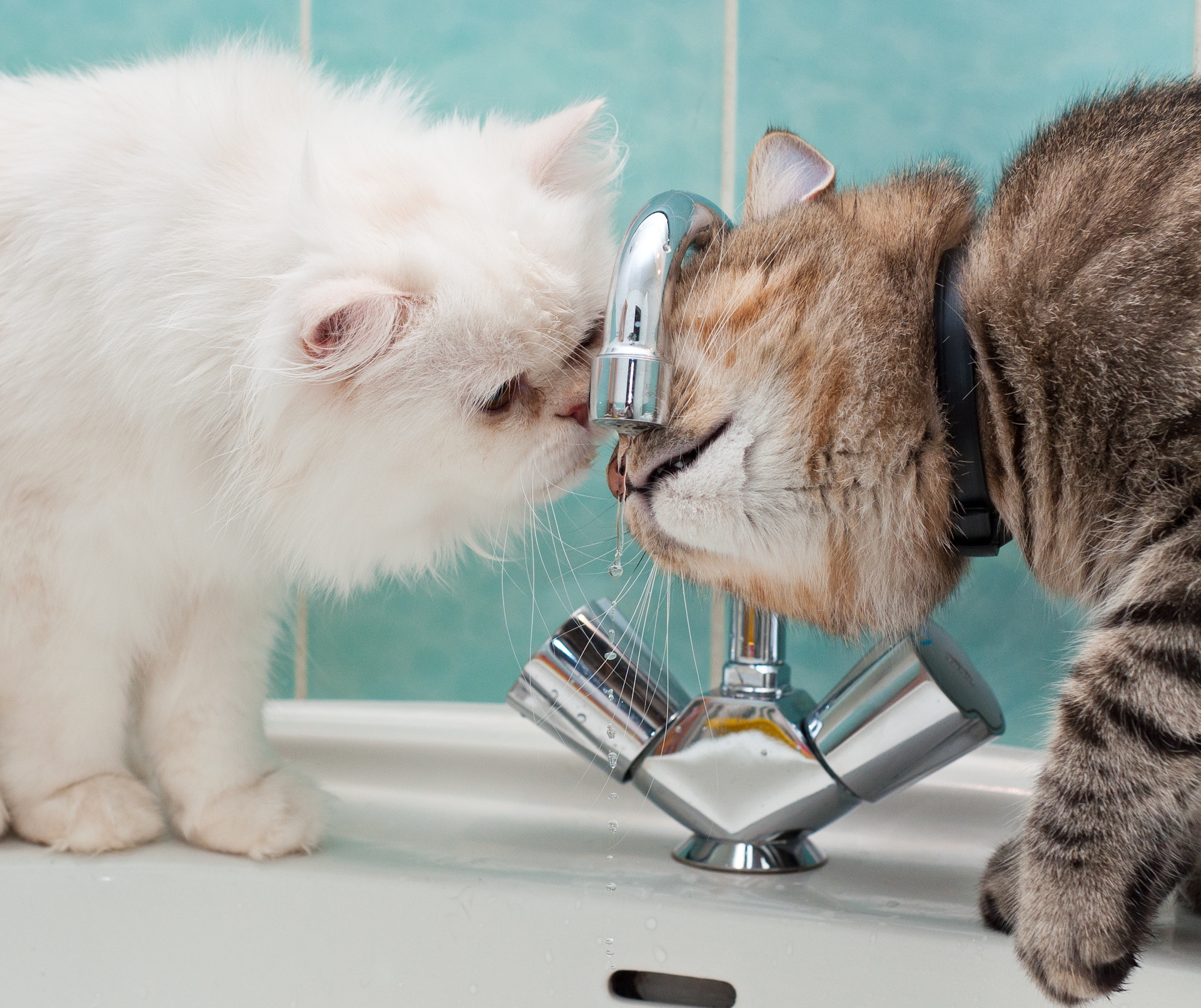HD wallpaper cats, animals, water, drops, couple, pair, sink