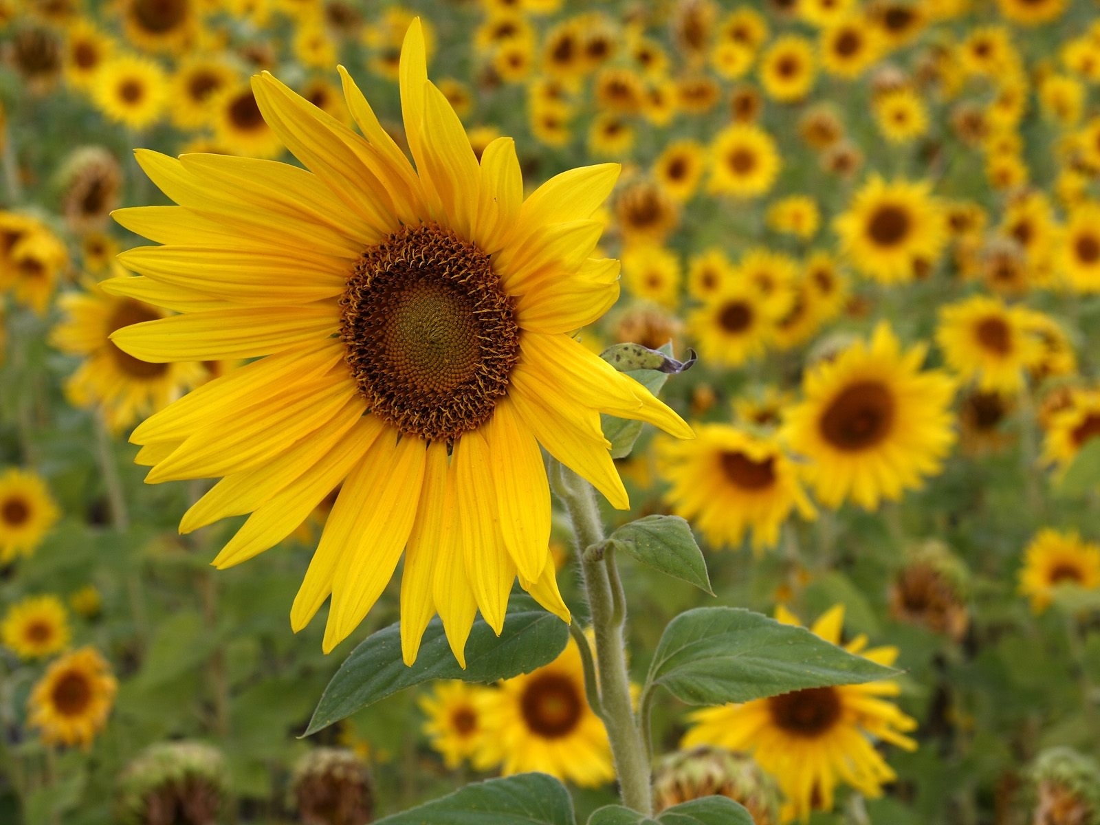187 Bild herunterladen pflanzen, sonnenblumen, gelb - Hintergrundbilder und Bildschirmschoner kostenlos