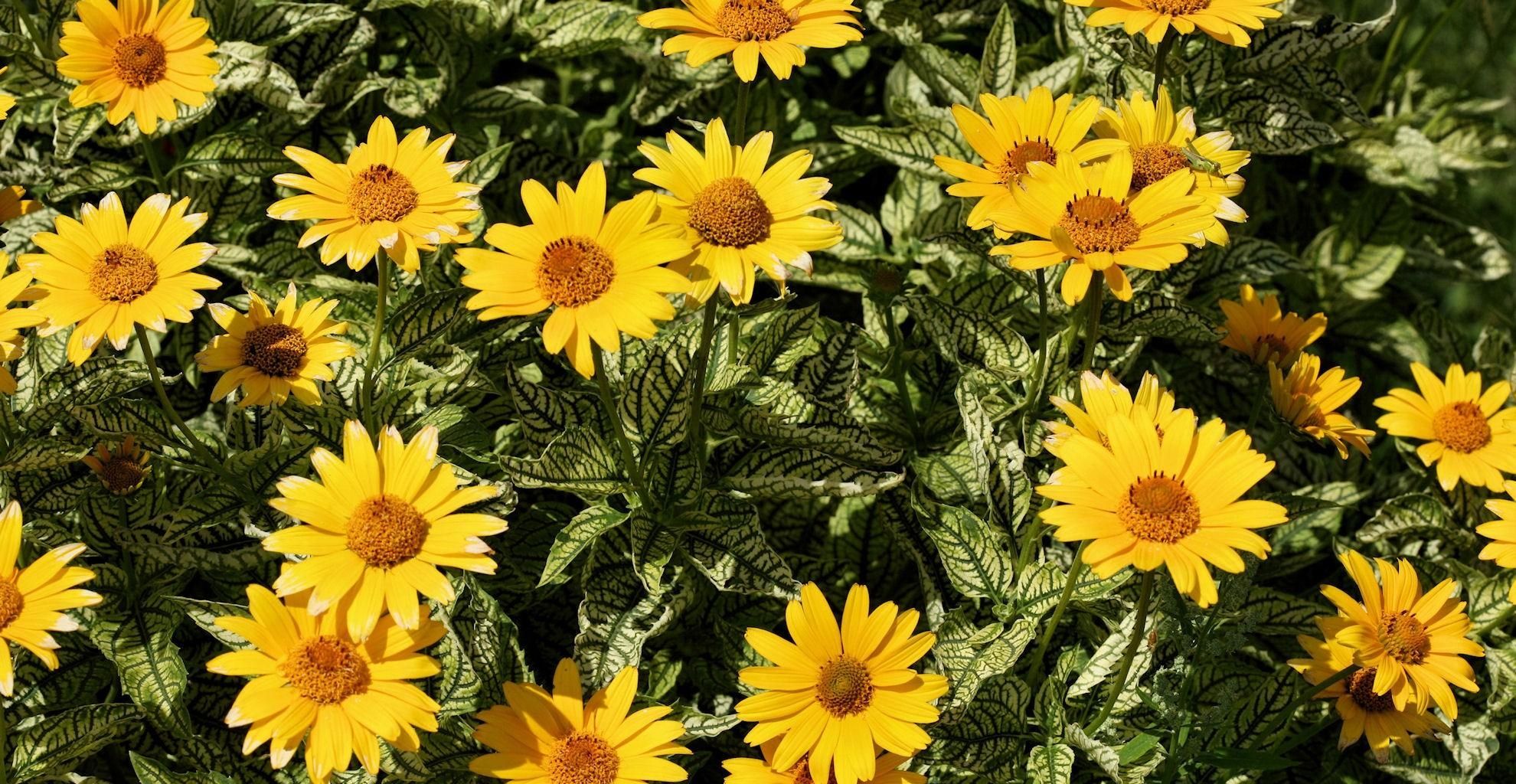 Laden Sie das Blumen, Blumenbeet, Sonnig, Sonnigen-Bild kostenlos auf Ihren PC-Desktop herunter