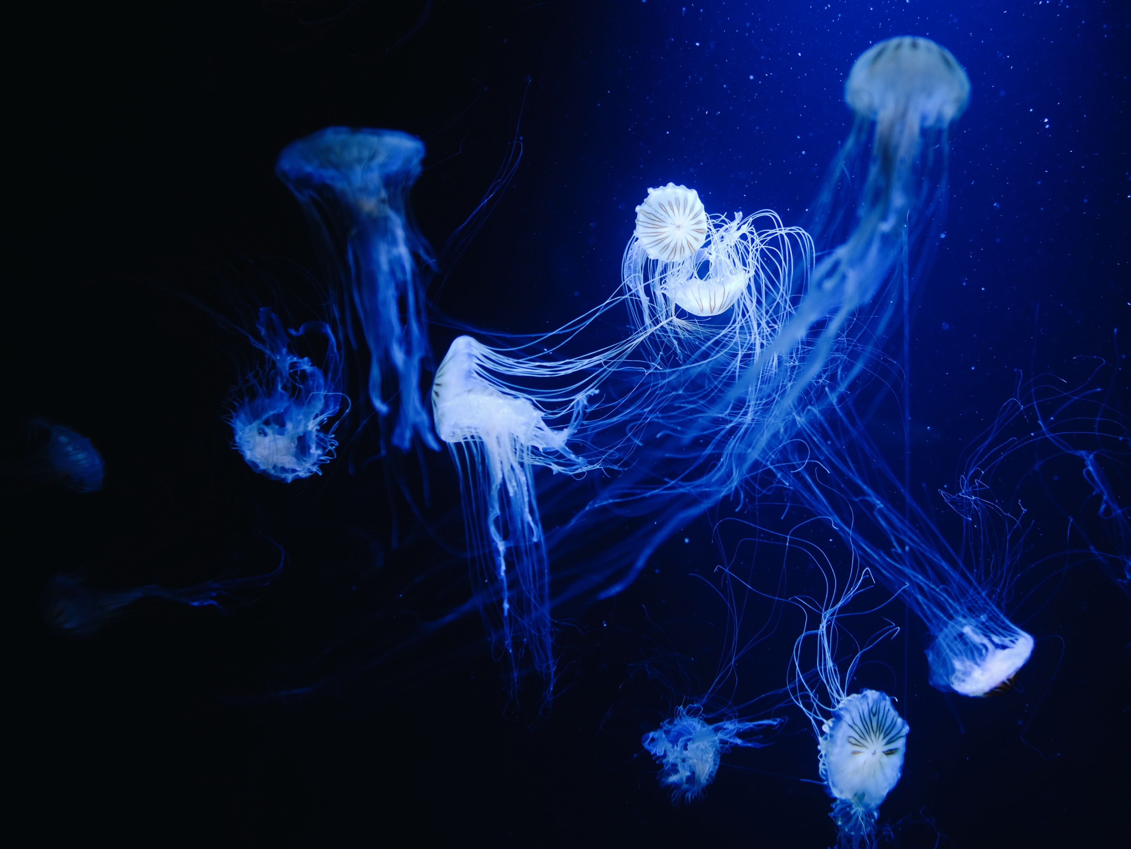 119601 Hintergrundbild herunterladen tiere, wasser, jellyfish, blau, makro, unter dem wasser, unterwasser - Bildschirmschoner und Bilder kostenlos