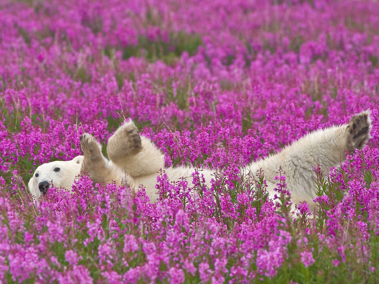 Mobile HD Wallpaper Polar Bear 