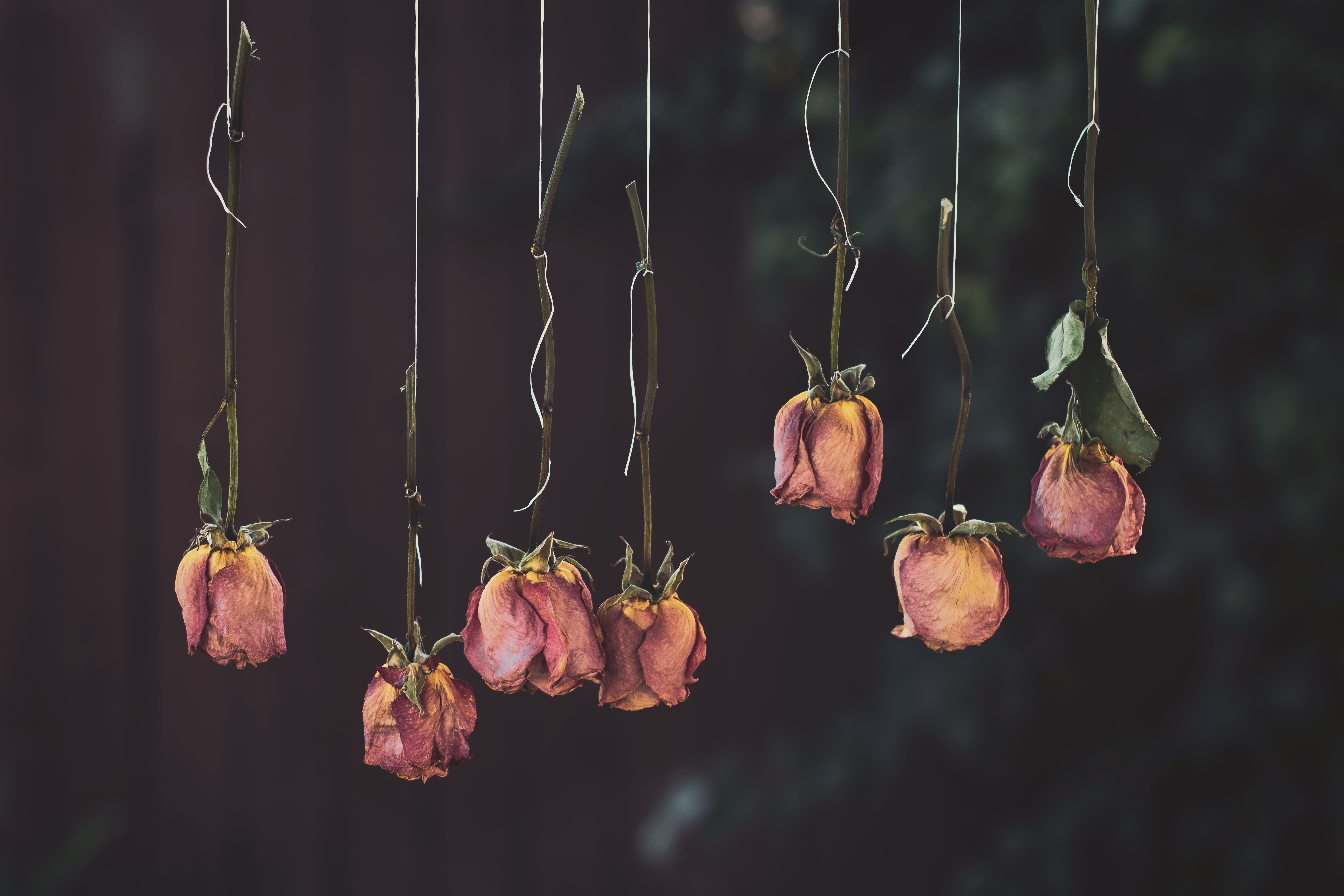 137235 Заставки и Обои Розовый на телефон. Скачать цветы, сухой, розы, увядший картинки бесплатно