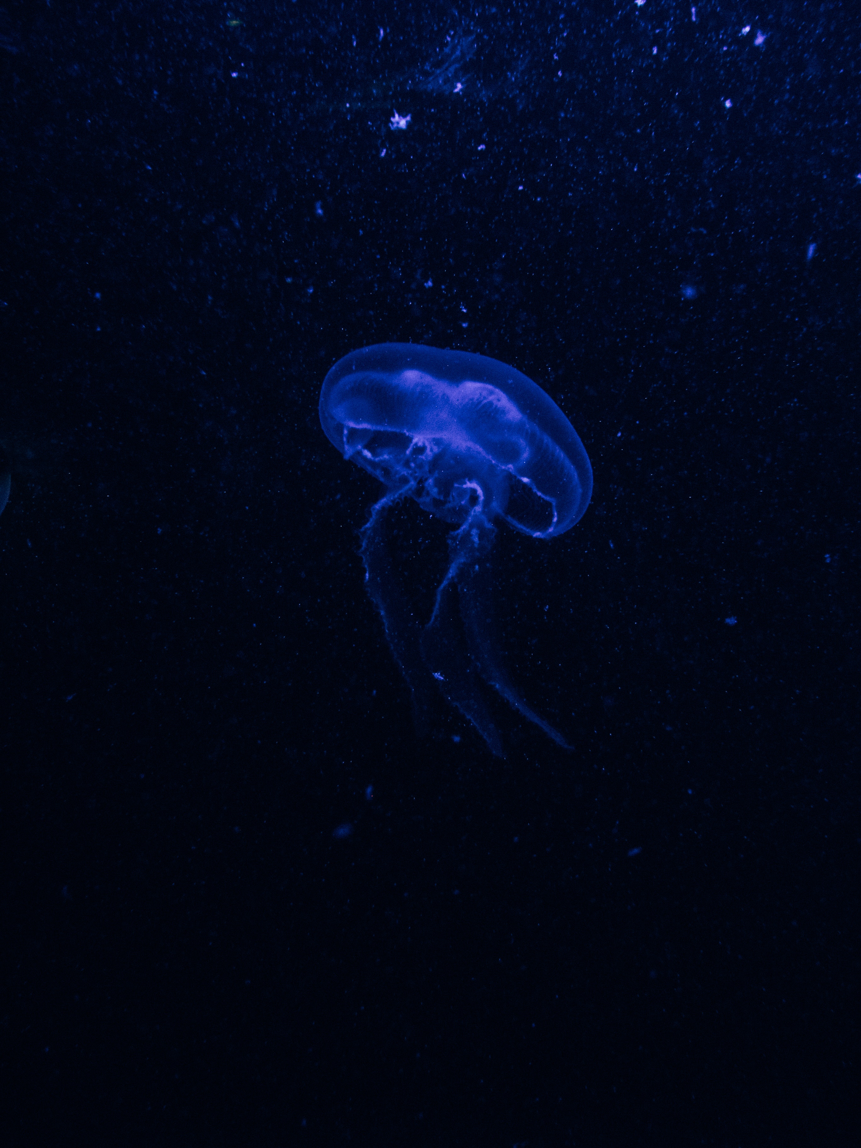 jellyfish, blue, dark, glow, underwater world, phosphorus, hydroid jellyfish