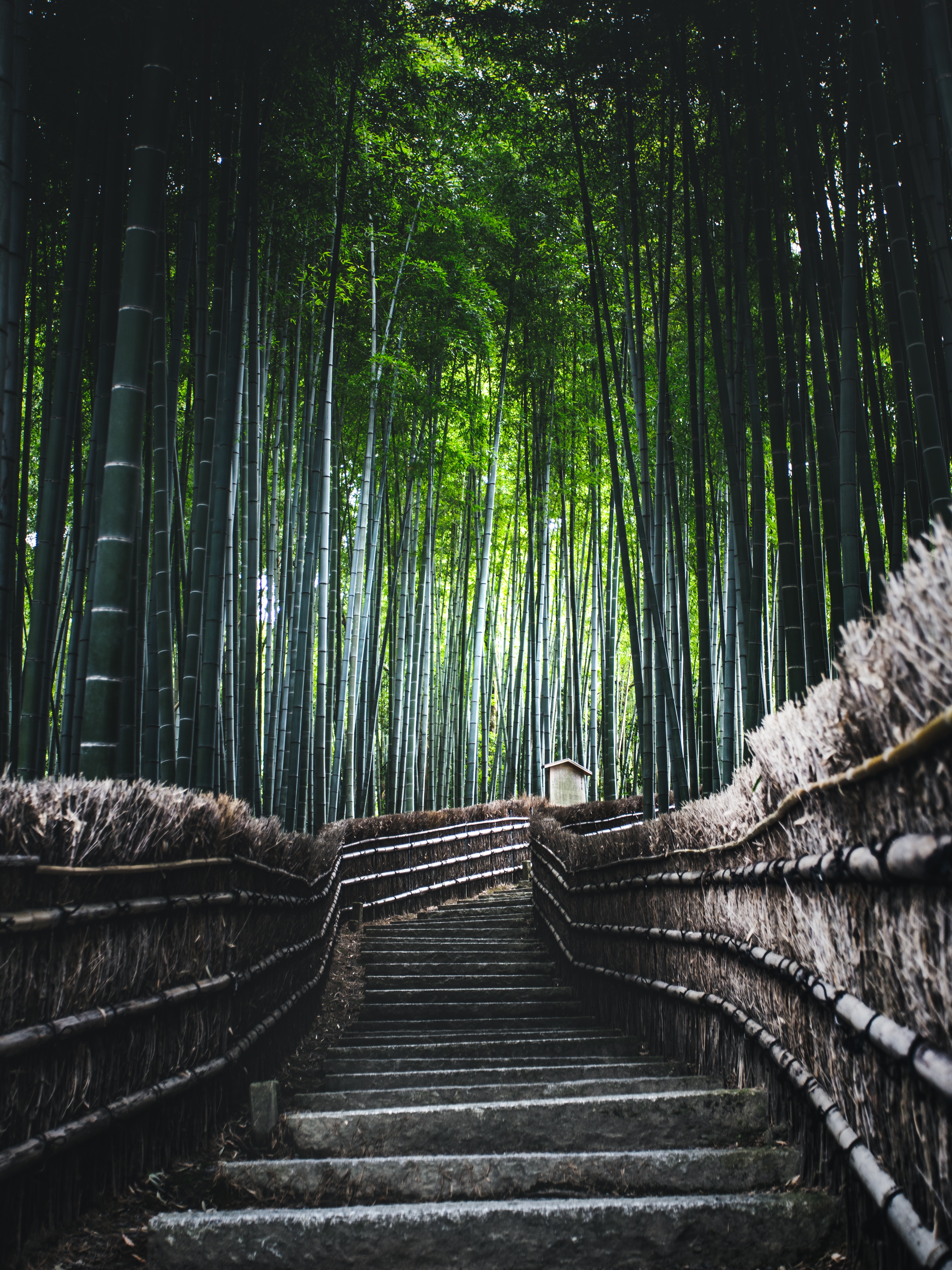 51823 Hintergrundbild herunterladen natur, bäume, wald, treppe, leiter, bambus - Bildschirmschoner und Bilder kostenlos