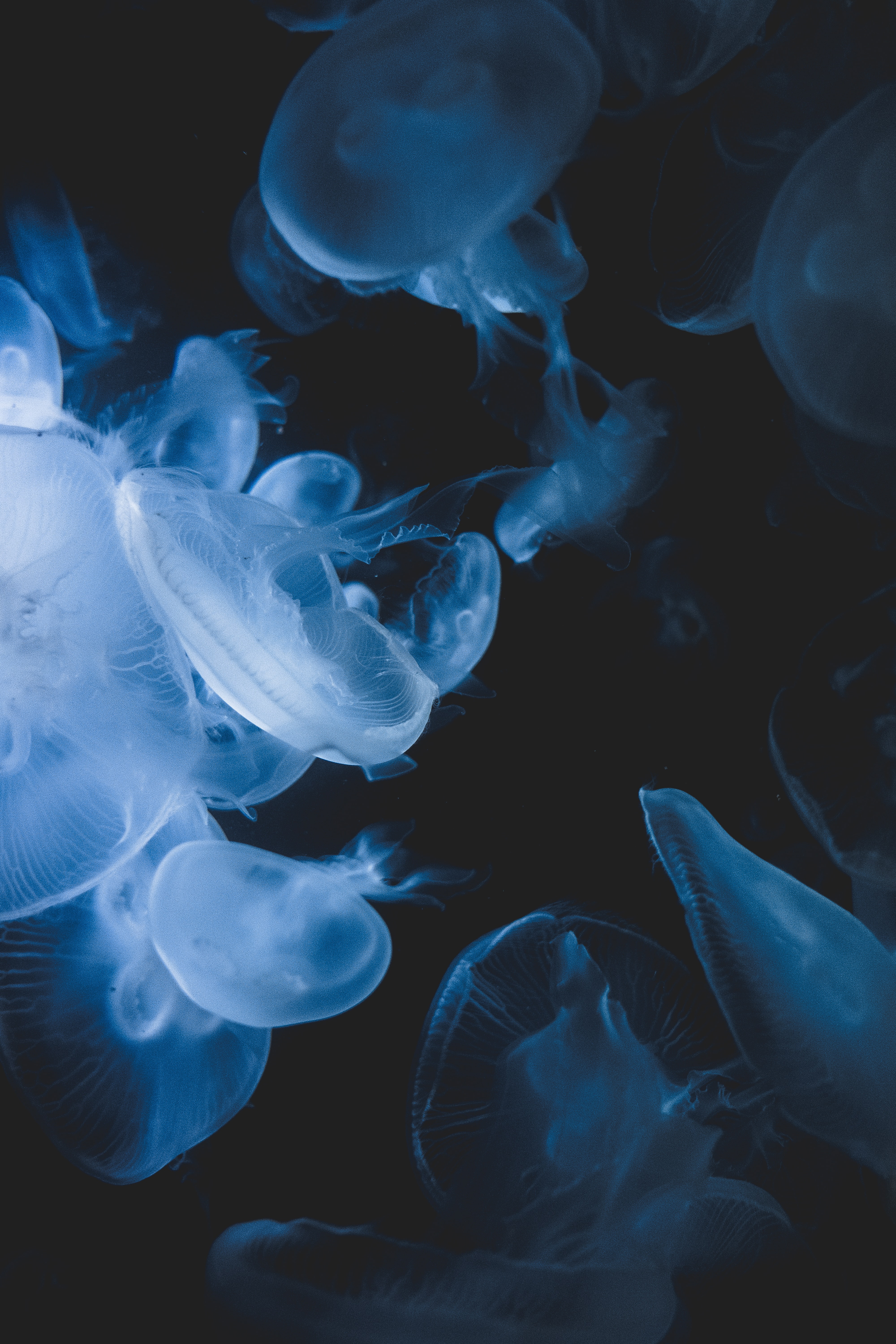 59430 télécharger le fond d'écran animaux, jellyfish, bleu, transparent, créatures, sous-marin - économiseurs d'écran et images gratuitement