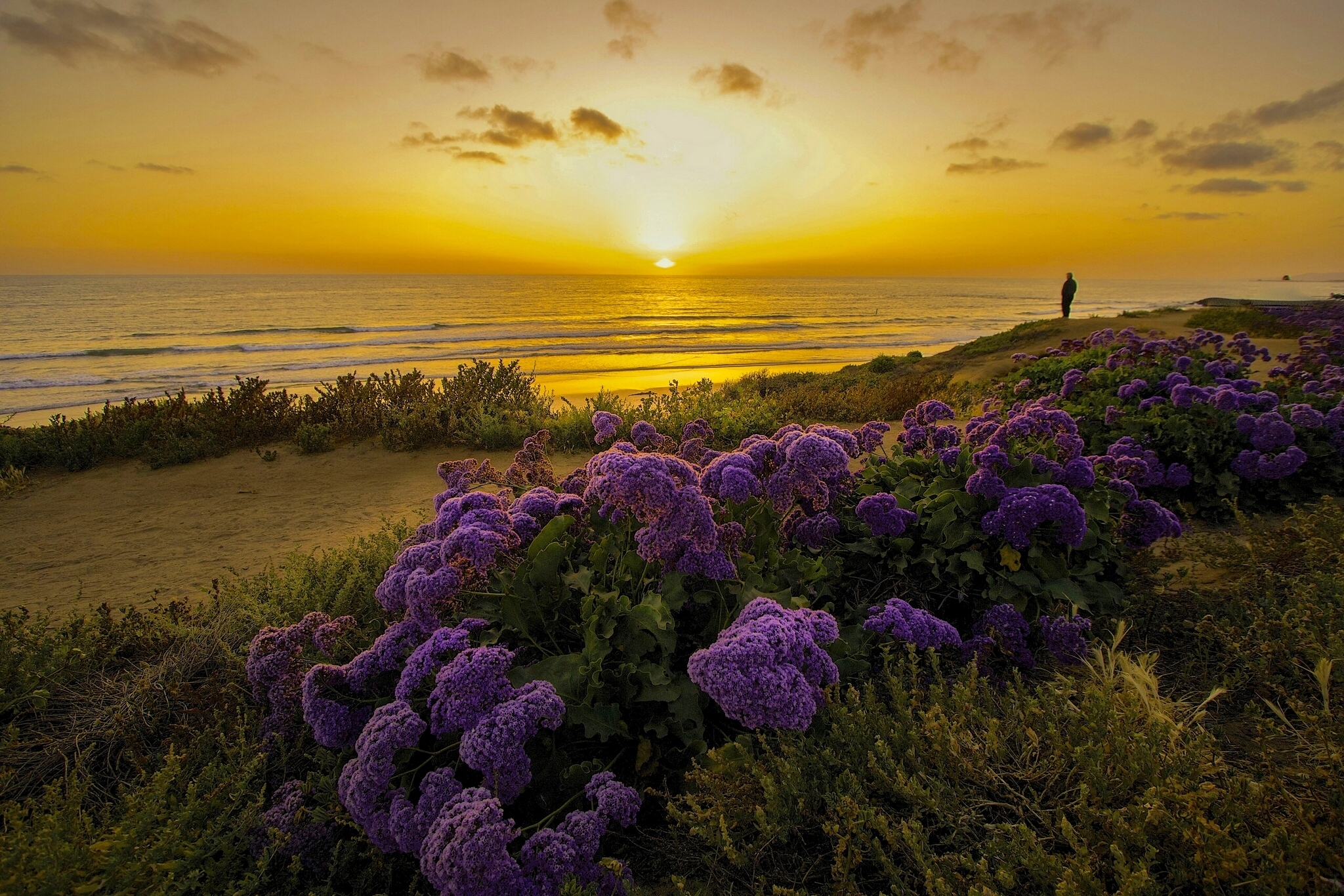 sunset, pacific ocean, shore, california Lock Screen Images