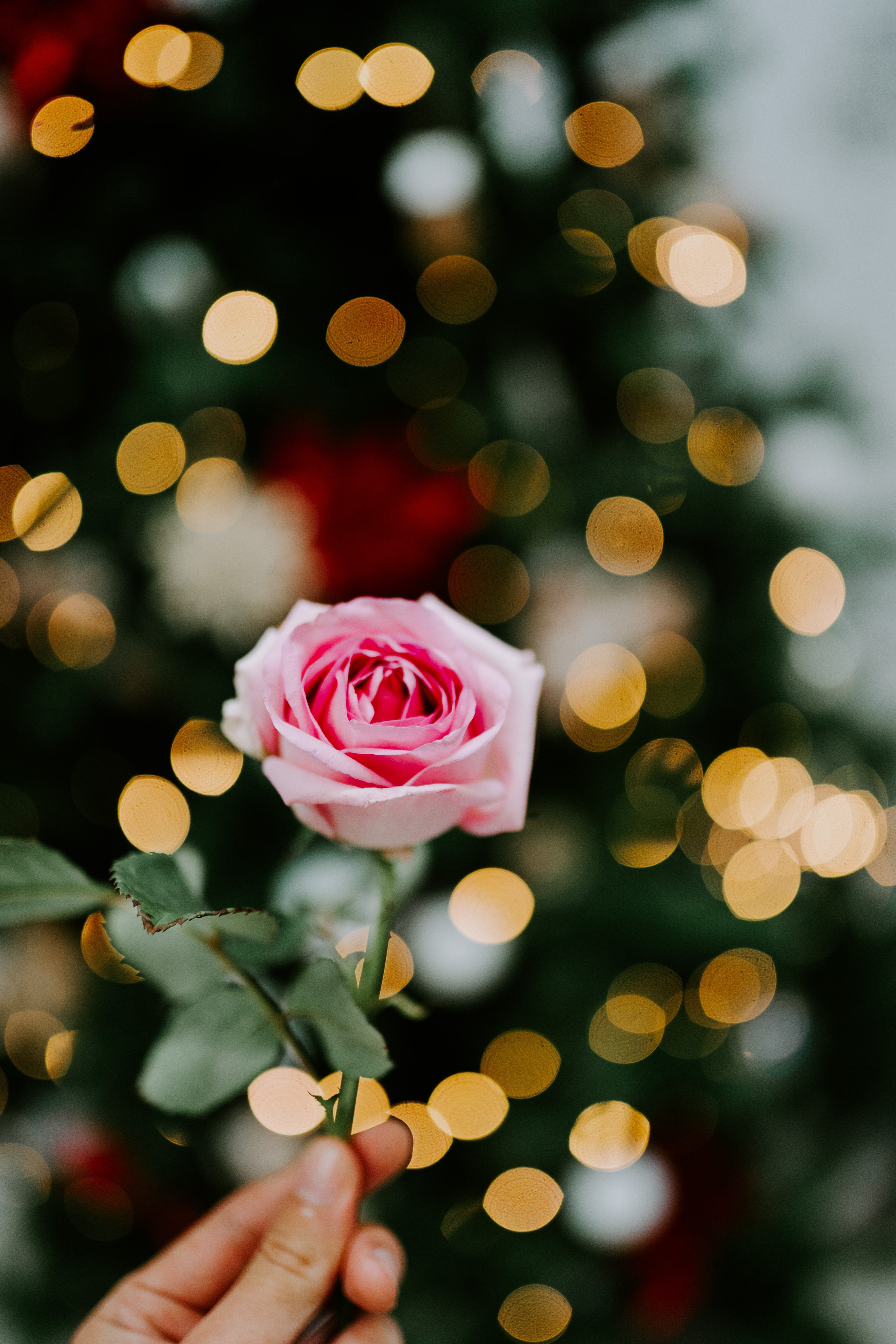 rose flower, pink, flowers, blur Boquet HD Android Wallpapers