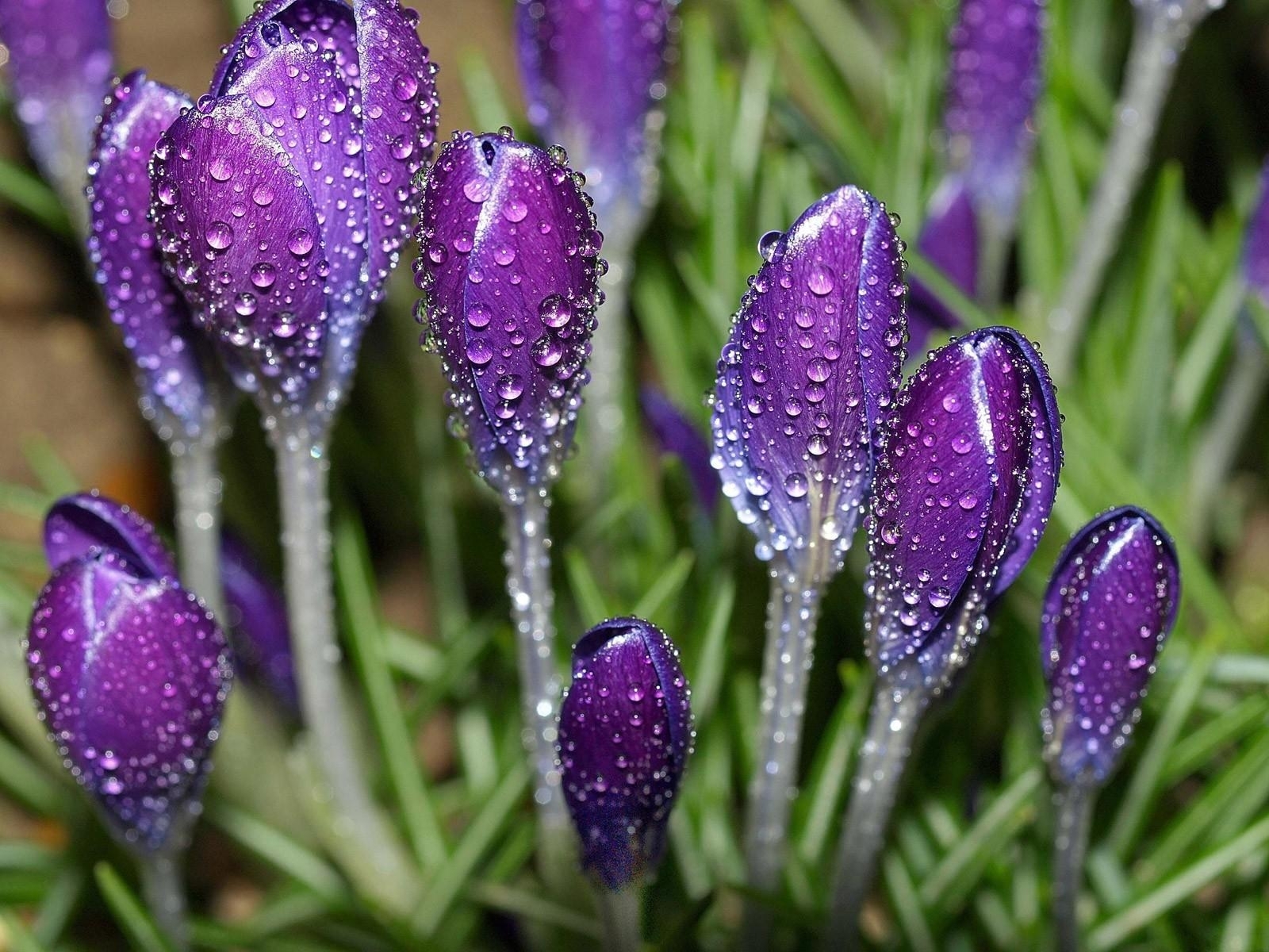  Crocus HD Android Wallpapers